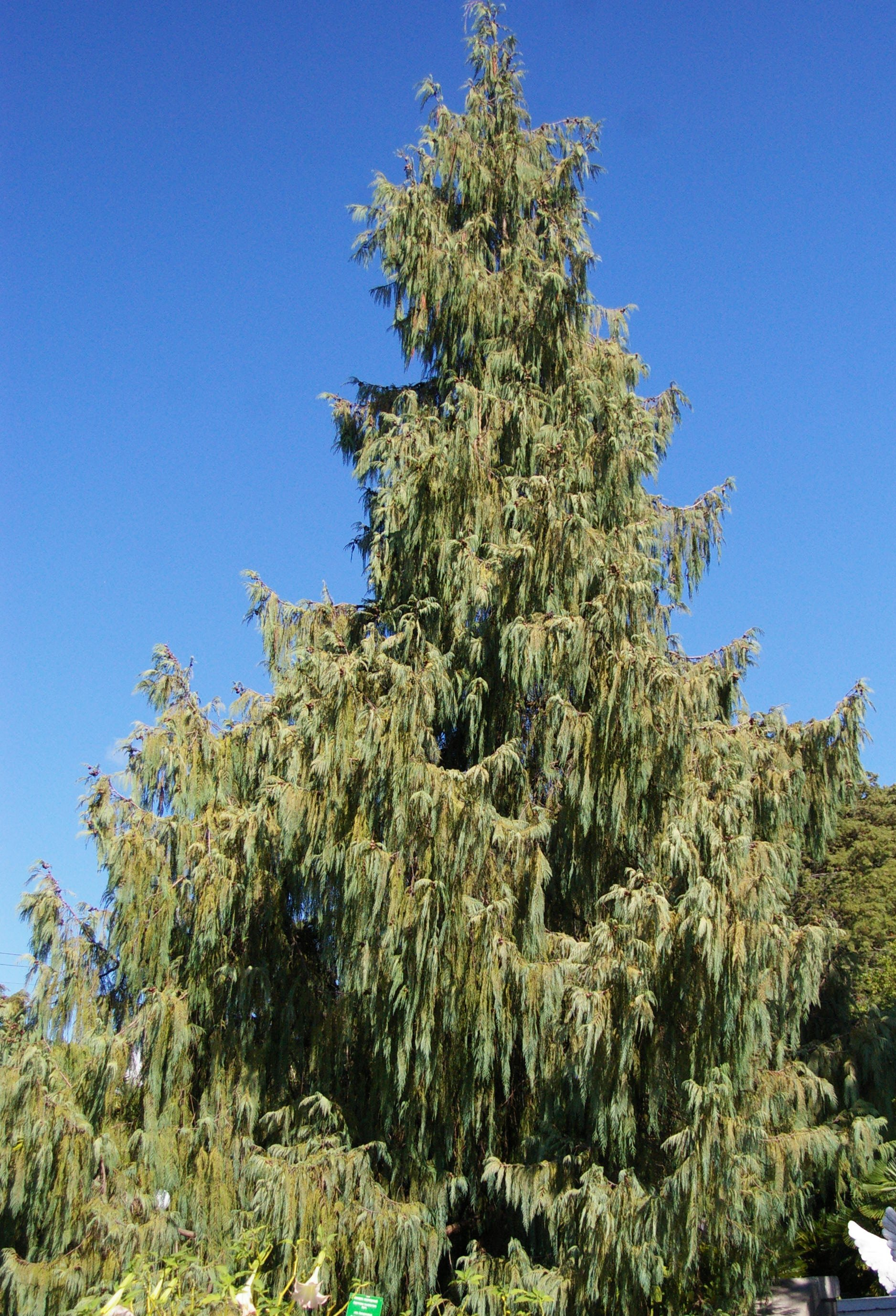 Bhutan Cypress - Cupressus cashmeriana (Bhutan)