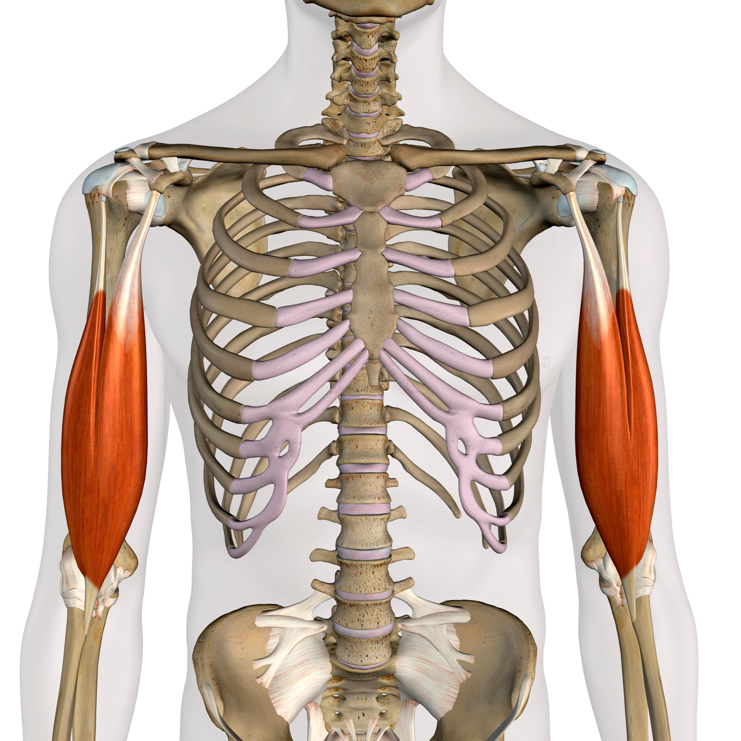 Biceps Brachii