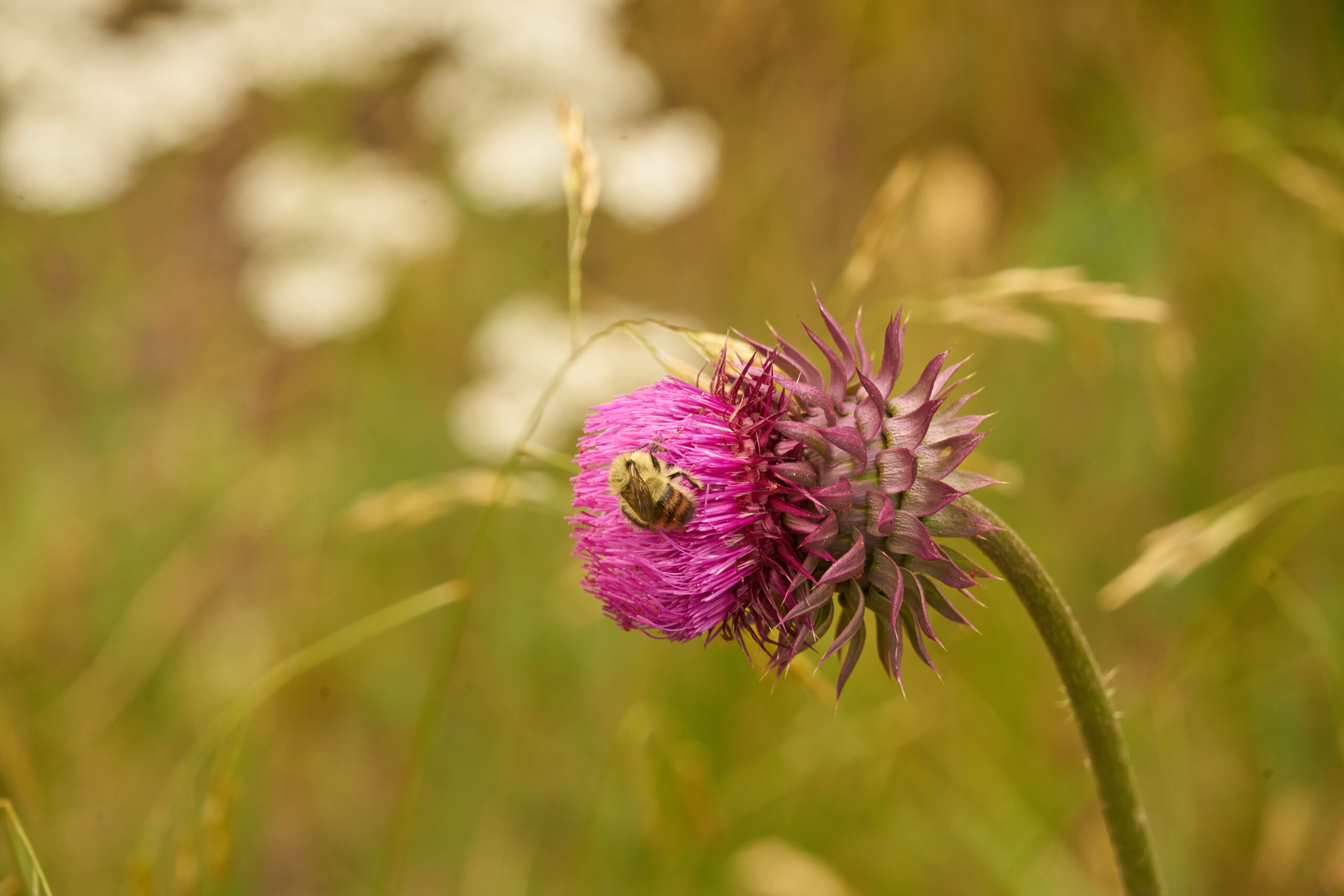 Black-and-Yellow Bumblebee