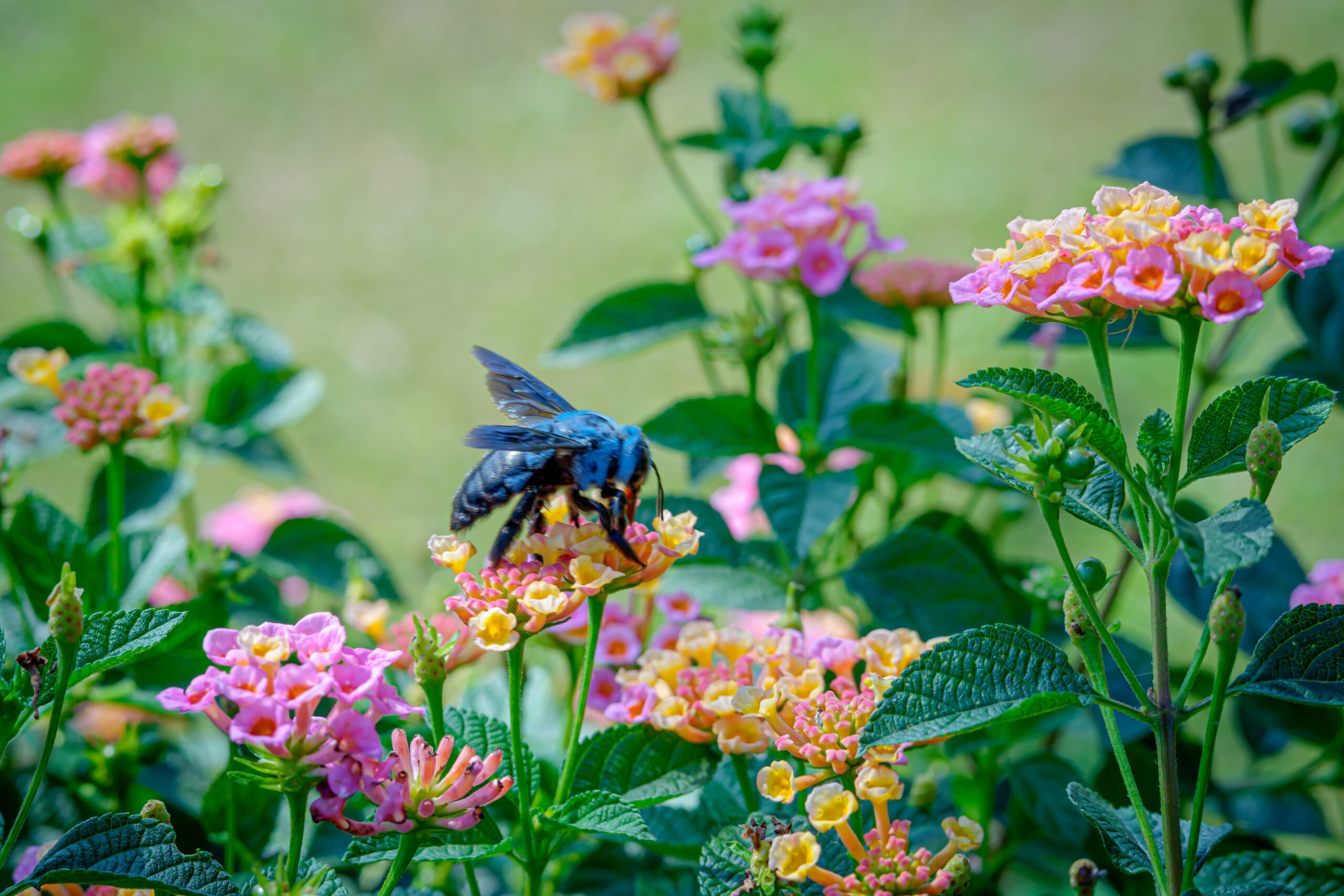 Blue Carpenter Bee