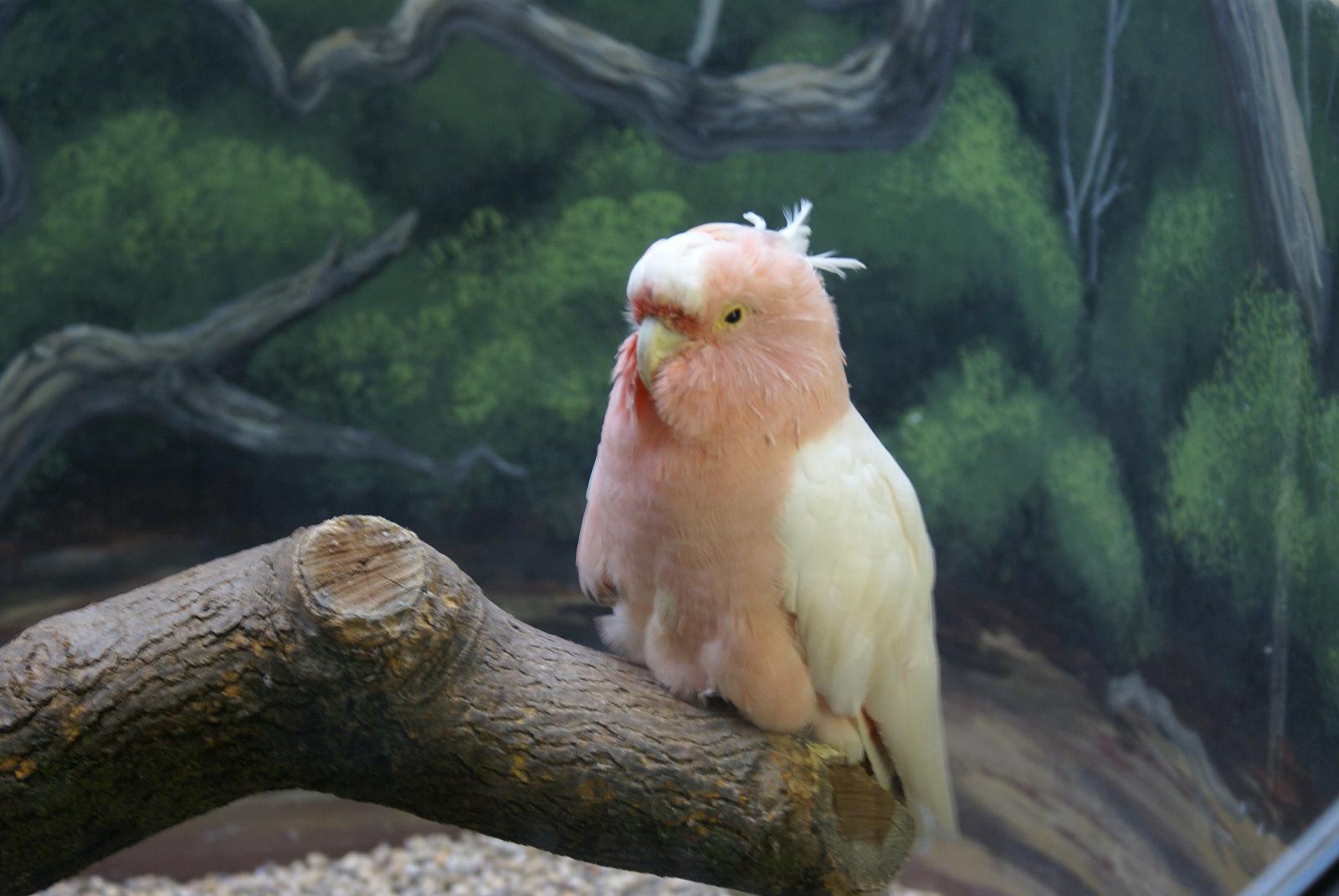 Cookie (Major Mitchell's Cockatoo) – 80 years