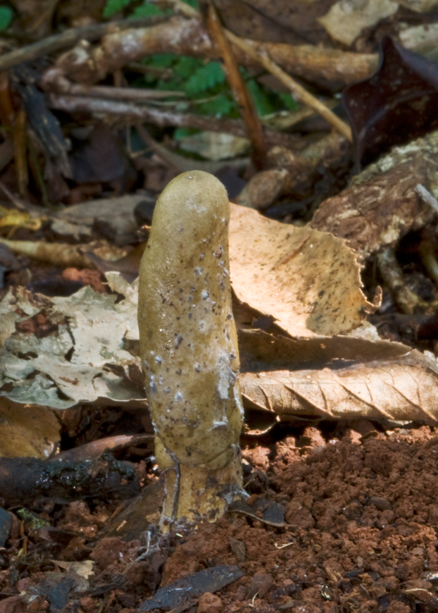 Cordyceps gunnii