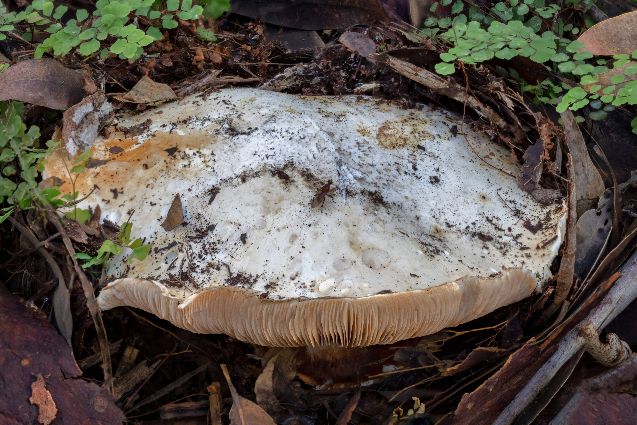 Cortinarius australiensis