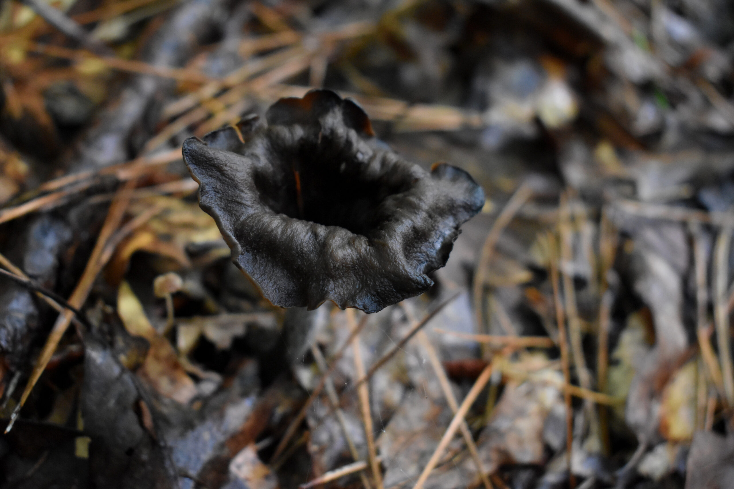 Craterellus fallax 