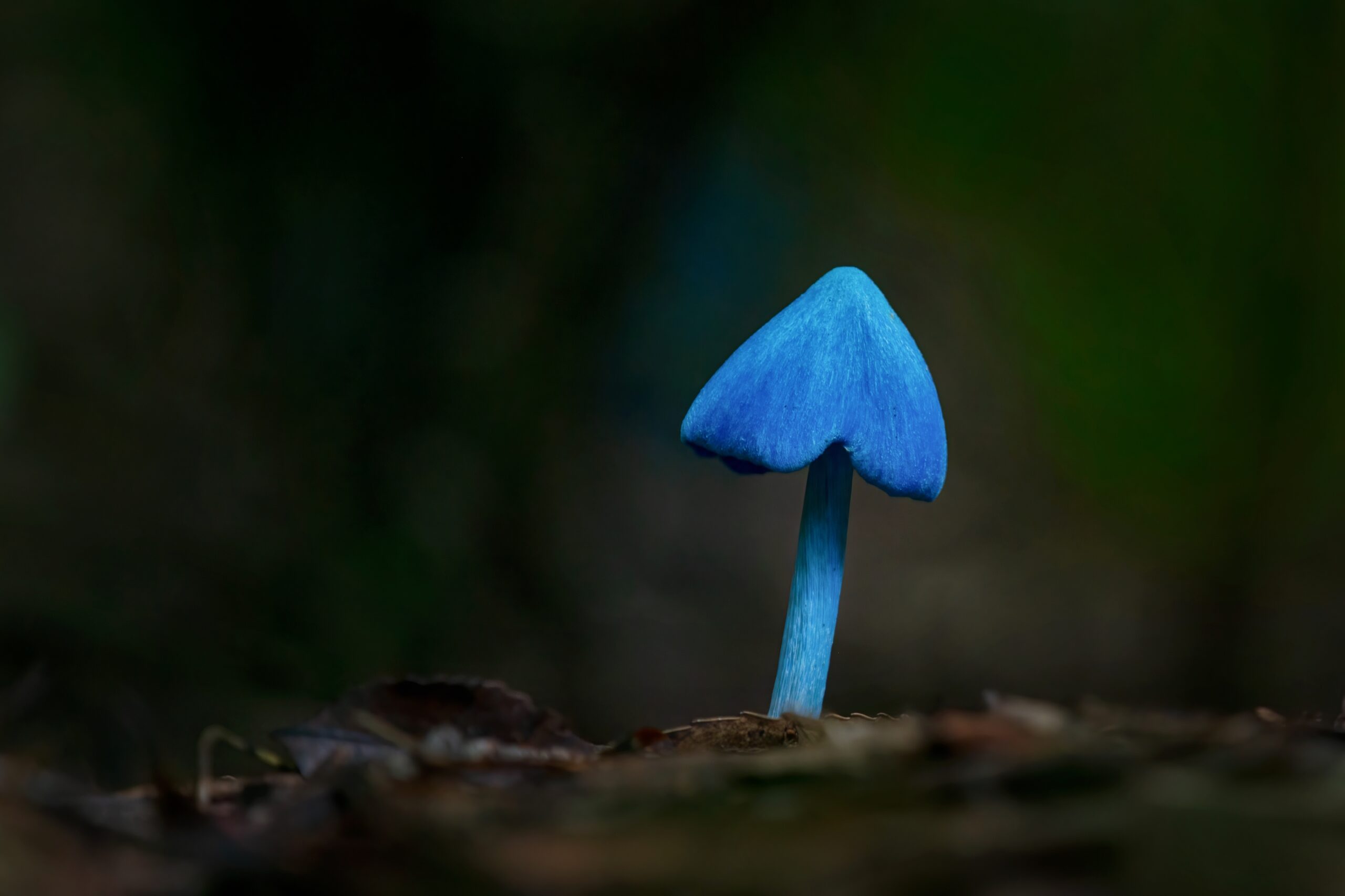 Entoloma hochstetteri (Blue Entoloma) 