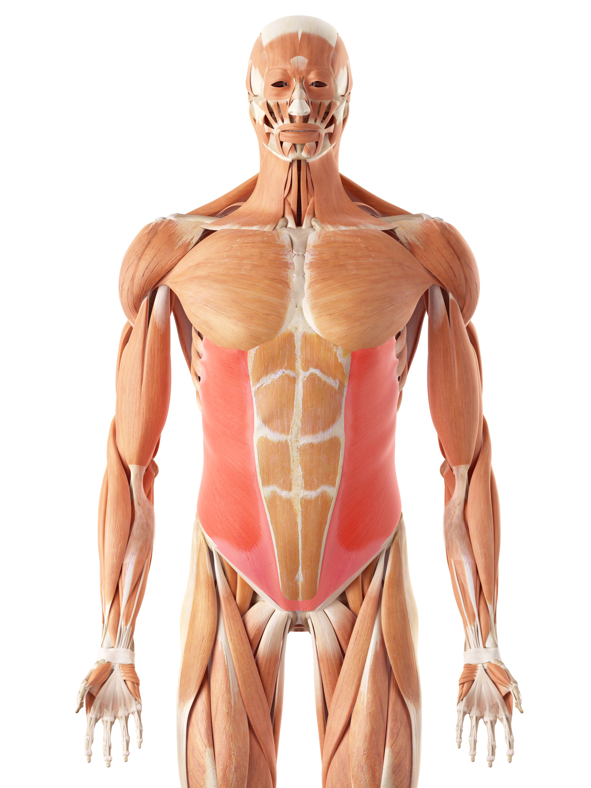 External Obliques