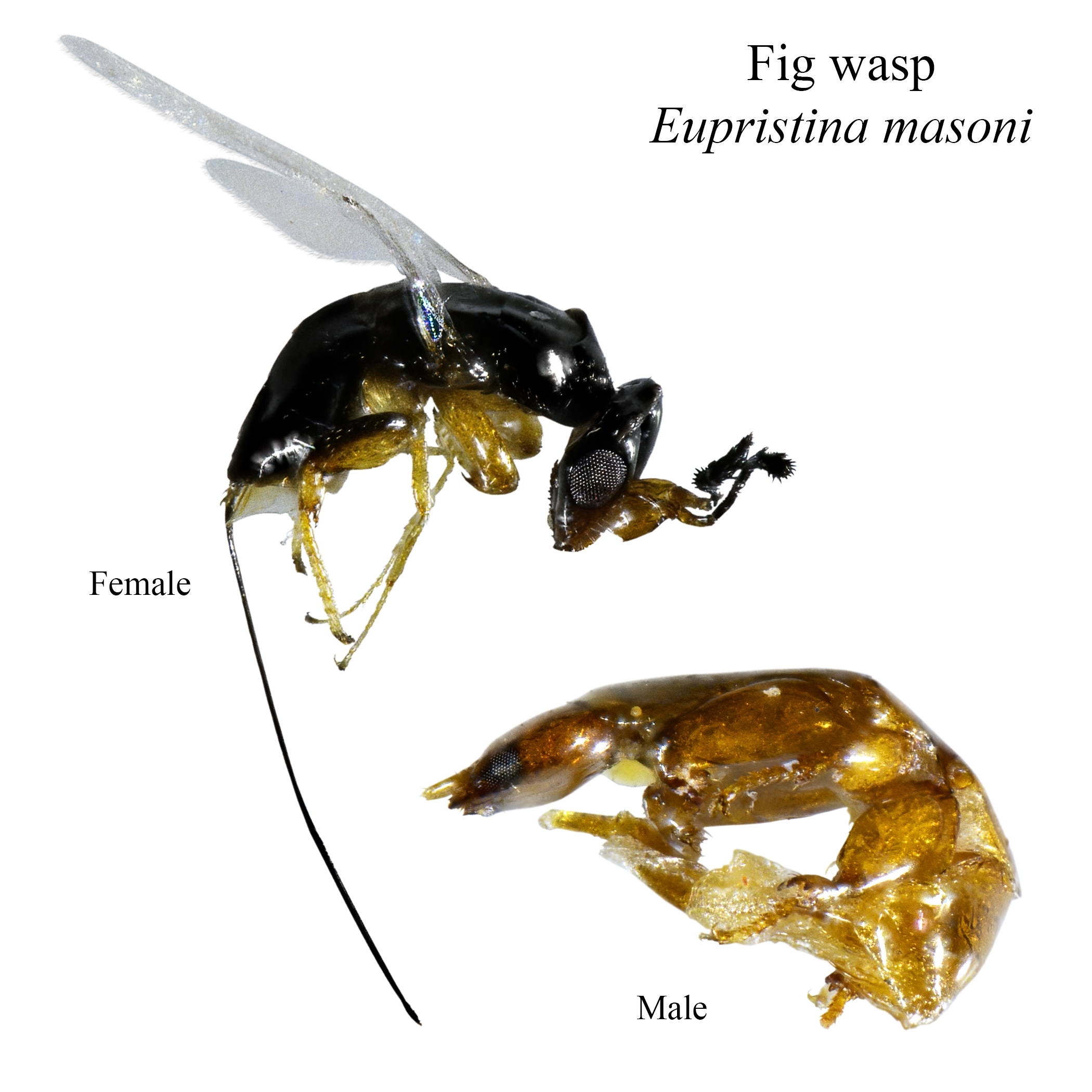 Fig Wasp (Blastophaga psenes)