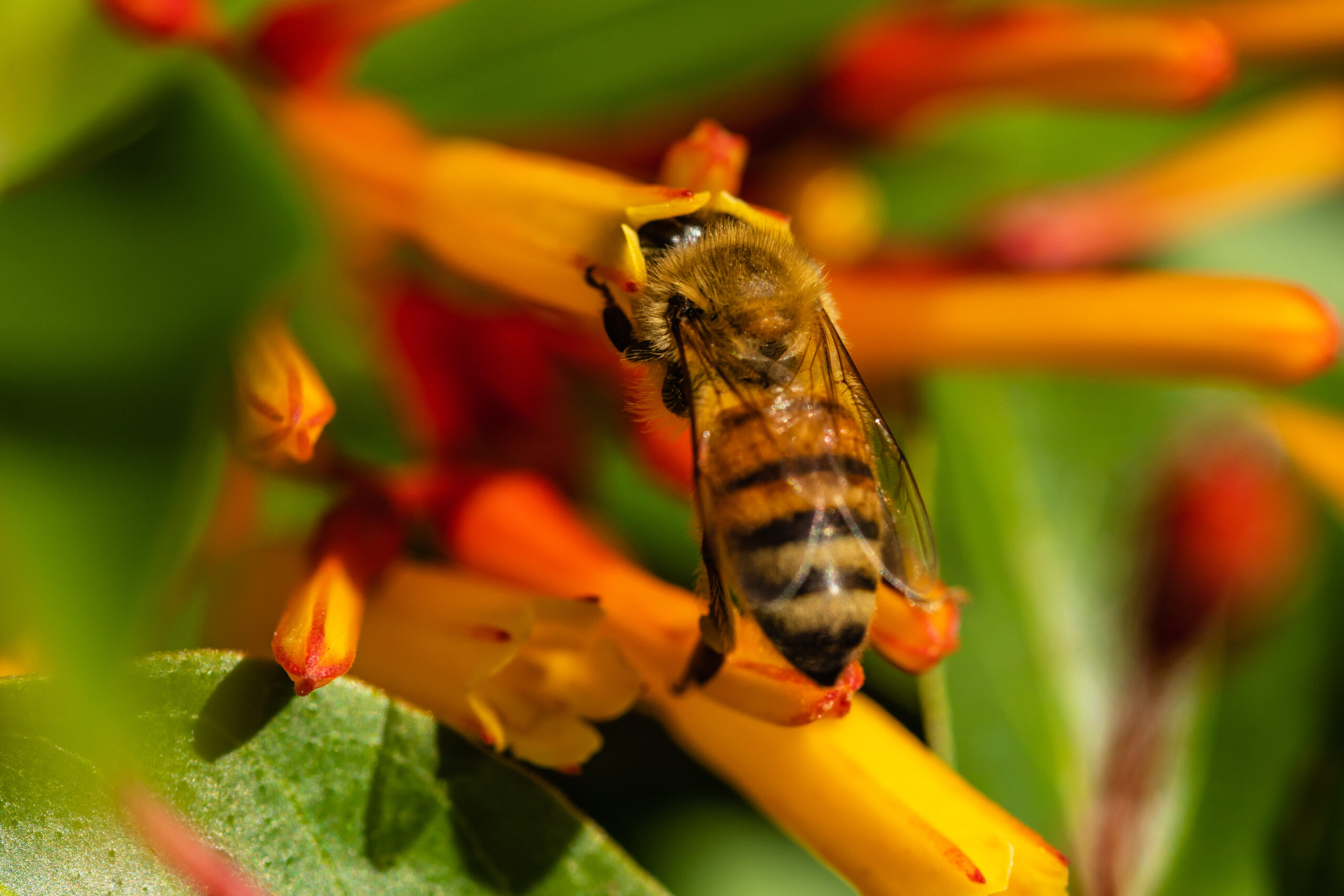 Flame Azalea Bee (Habropoda laboriosa)