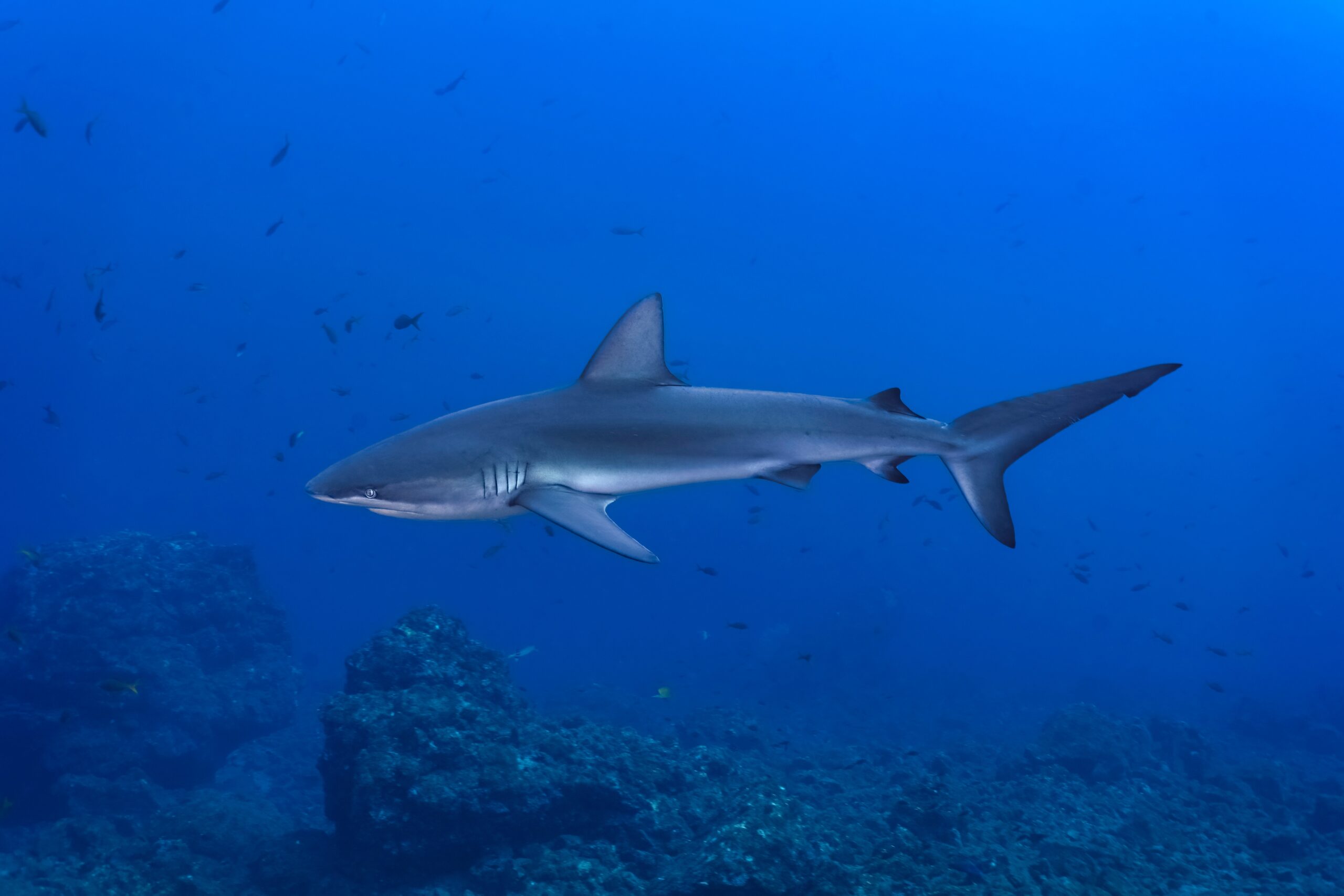 Galapagos Shark