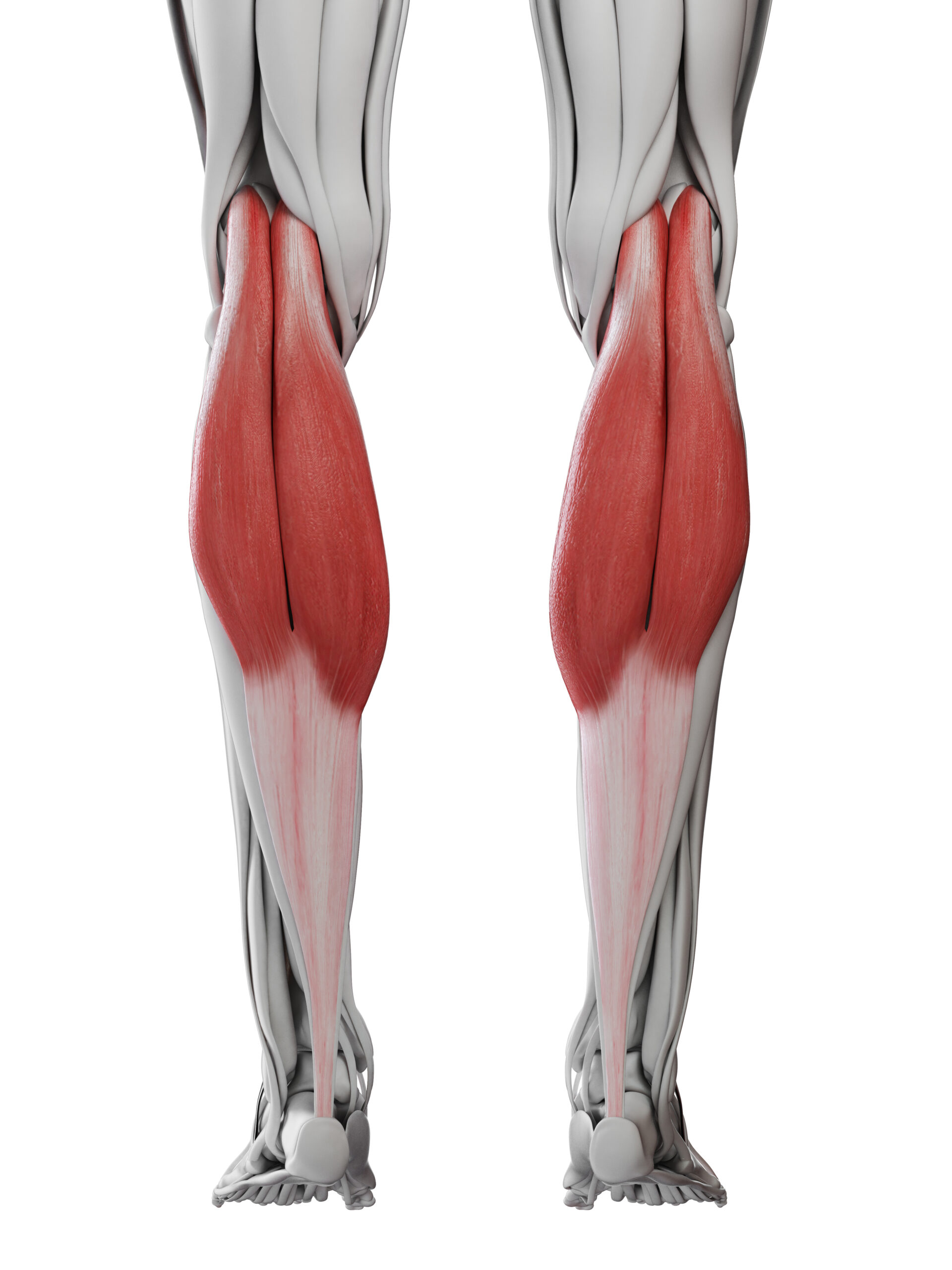 Gastrocnemius