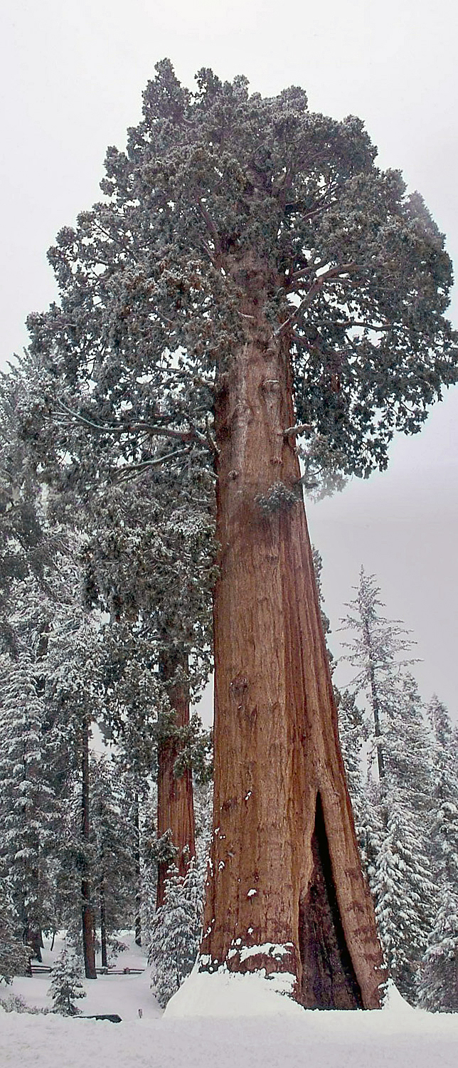 General Grant - Giant Sequoia (California, USA)