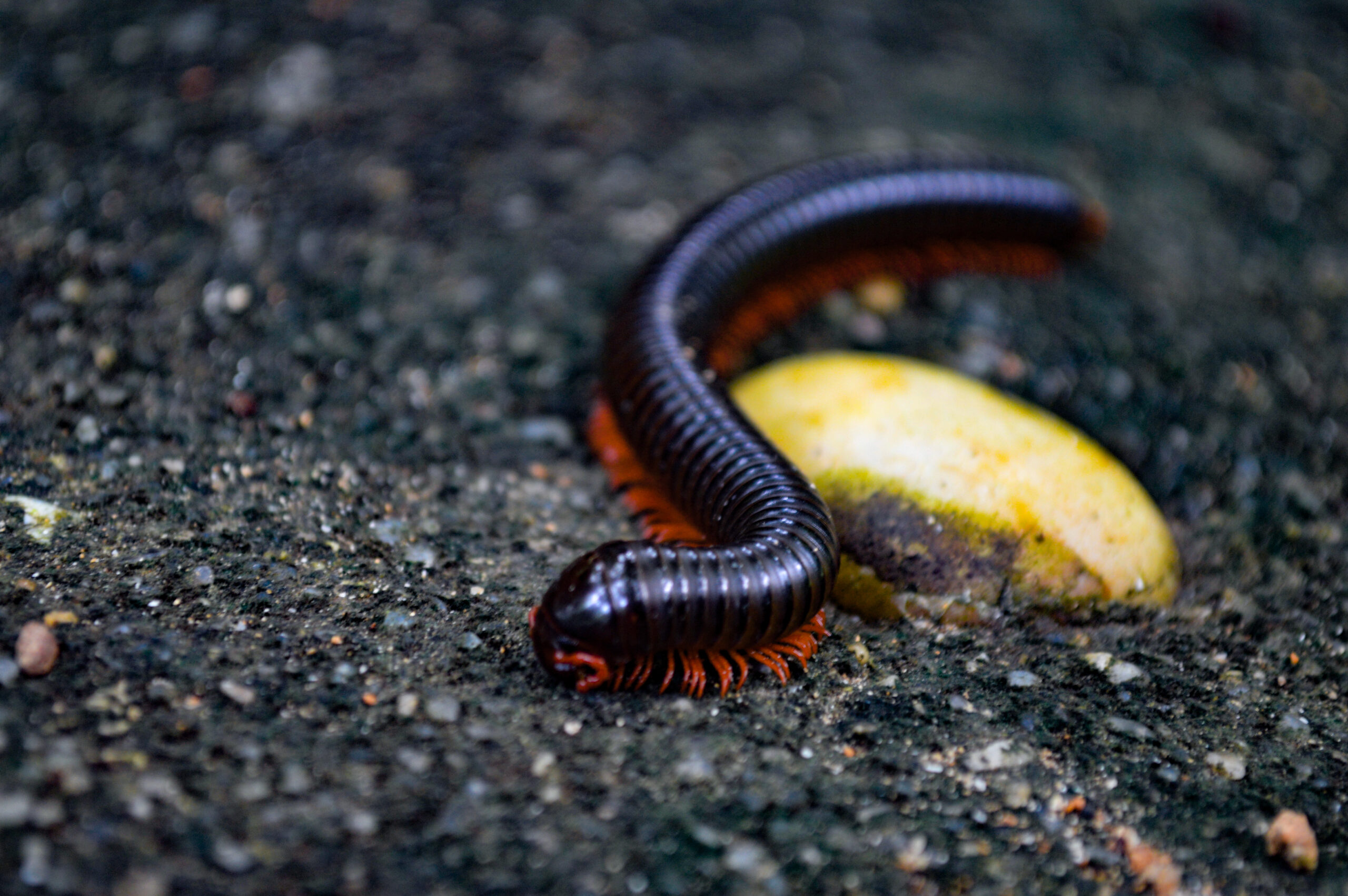 Giant African Millipede