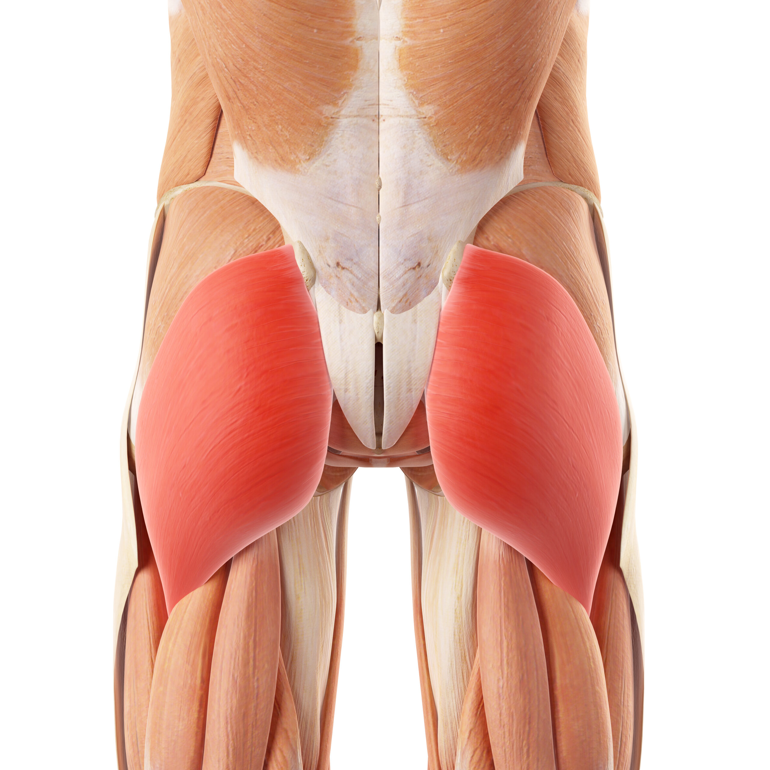 Gluteus Maximus