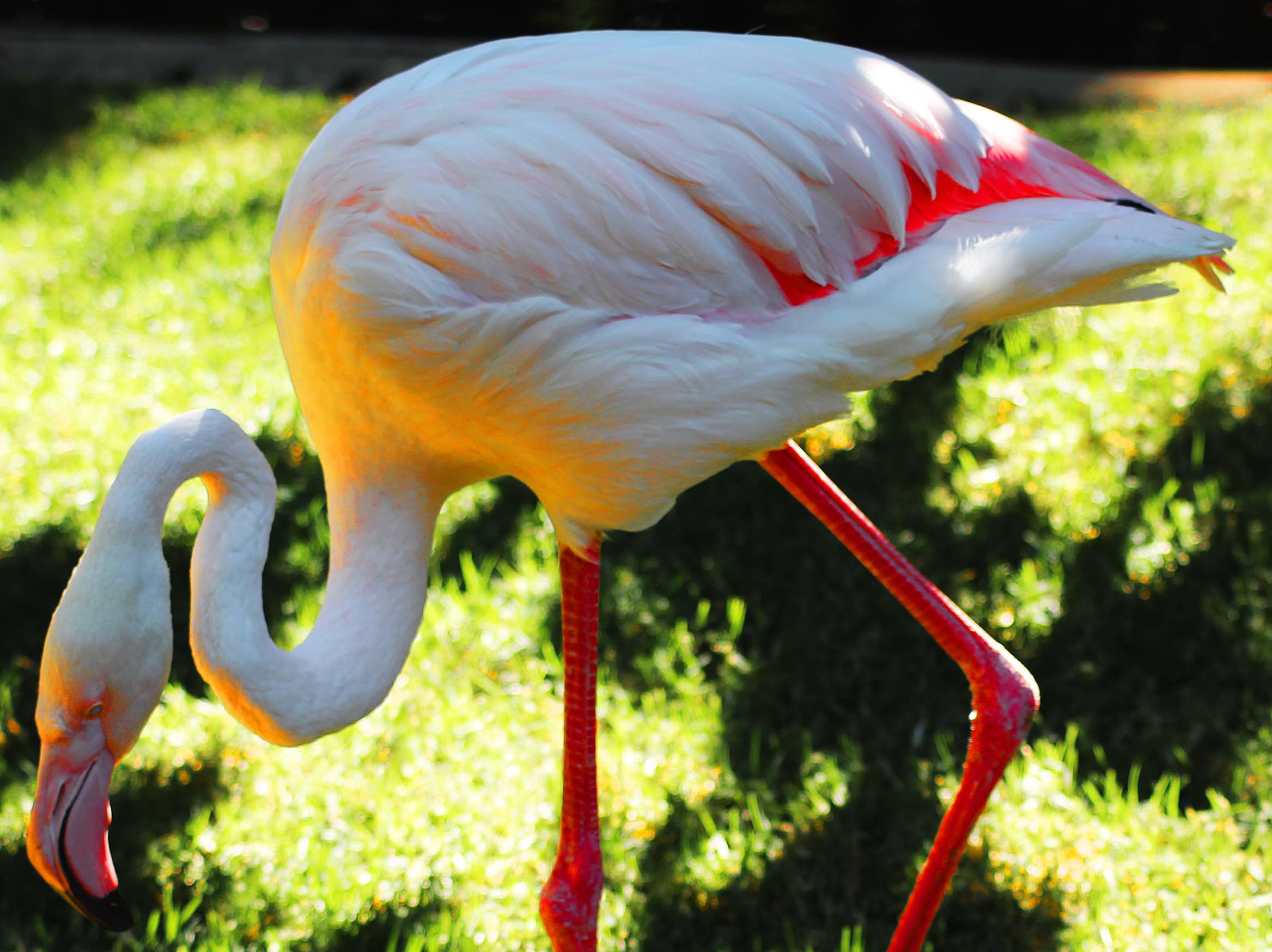 Greater Flamingo (Adwaita) – 83 Years