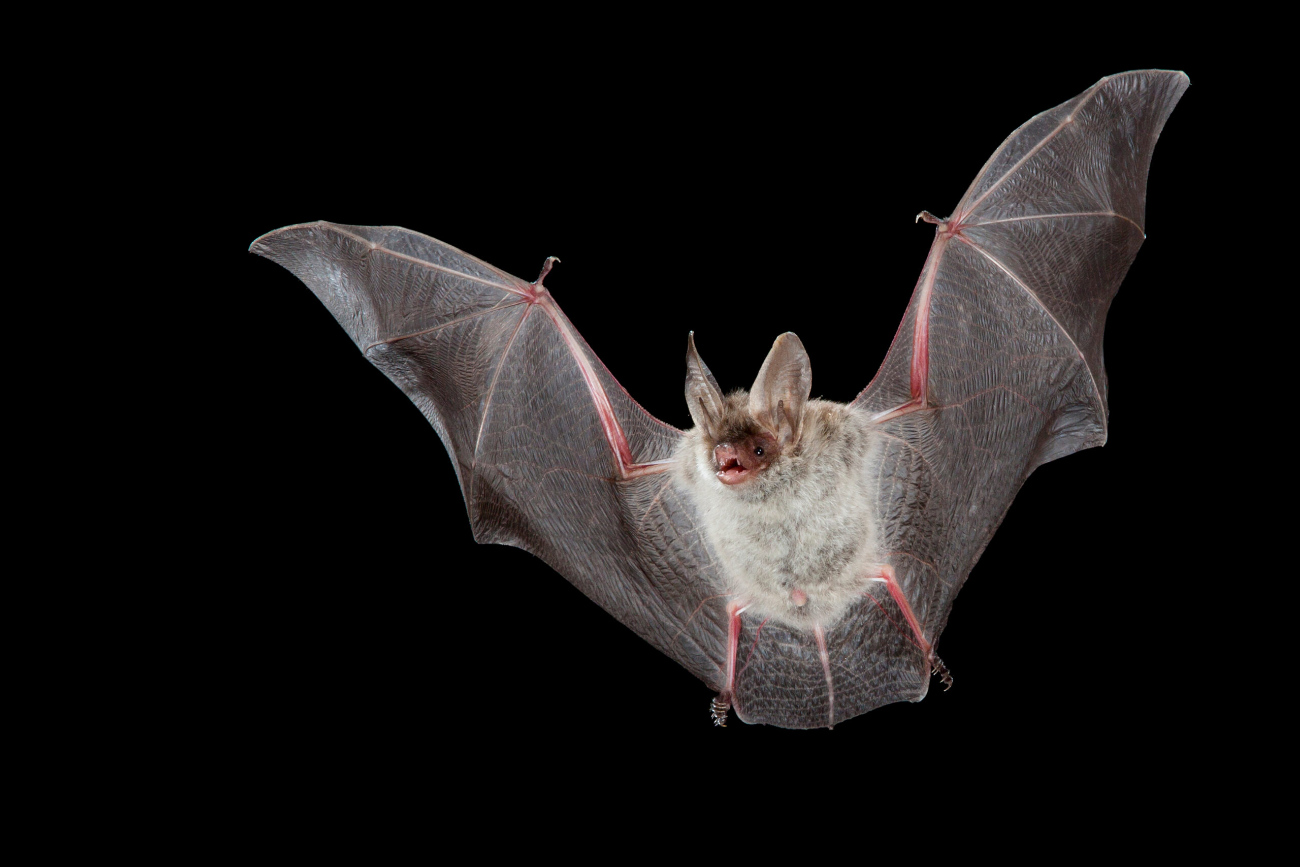 Greater Mouse-Eared Bat