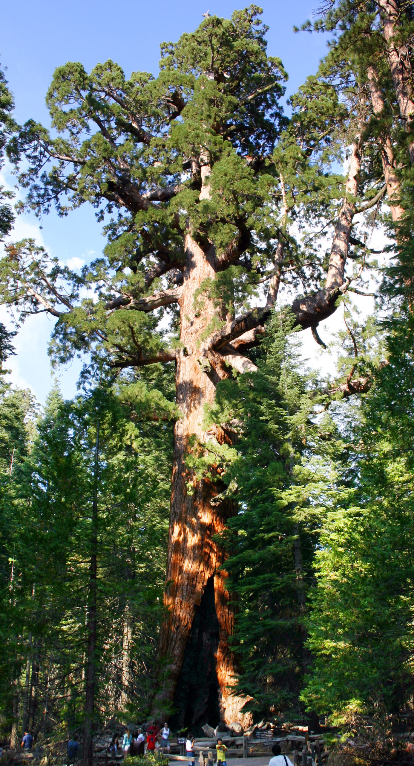 Grizzly Giant - Giant Sequoia (California, USA)