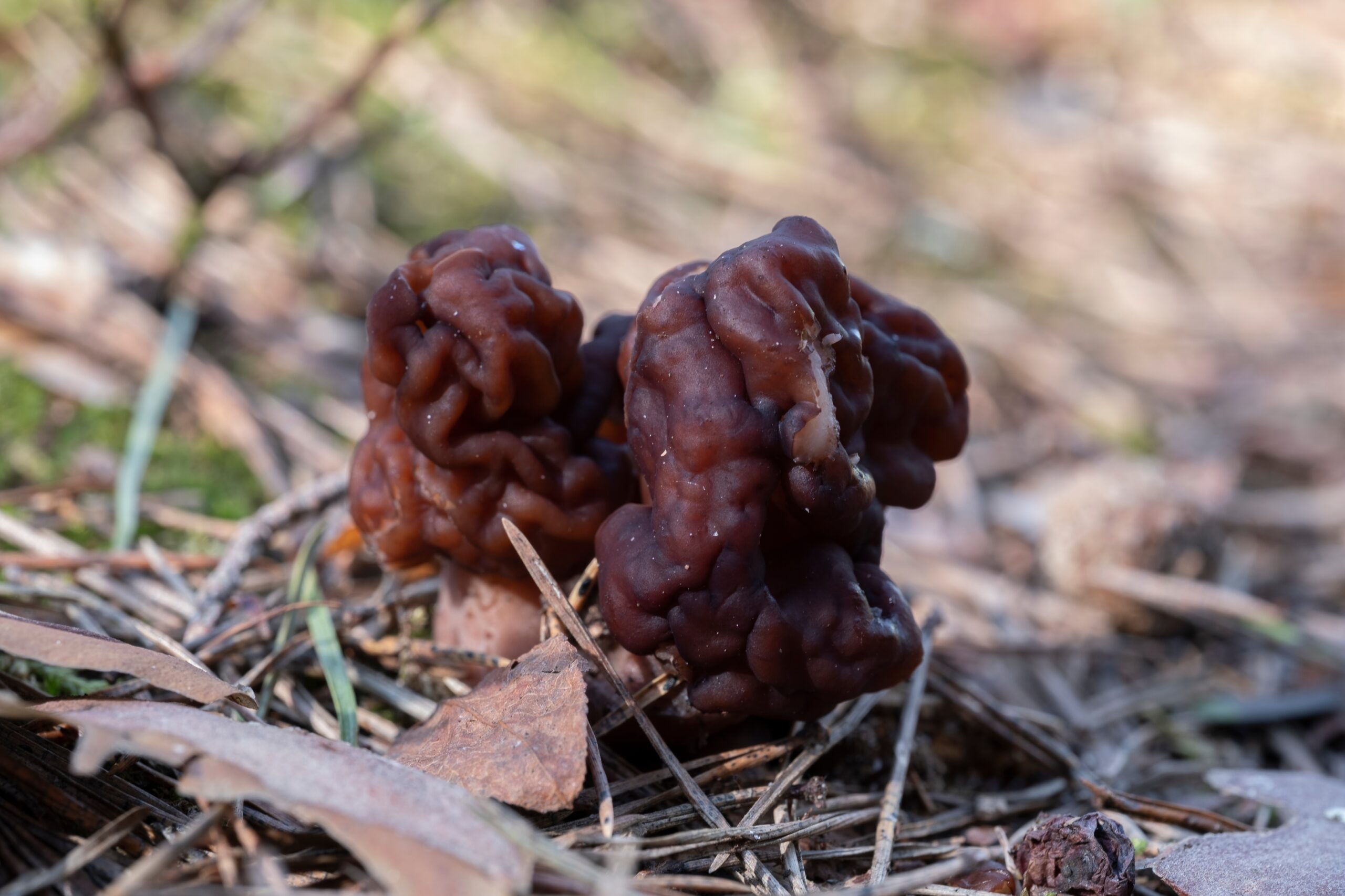 Gyromitra esculenta