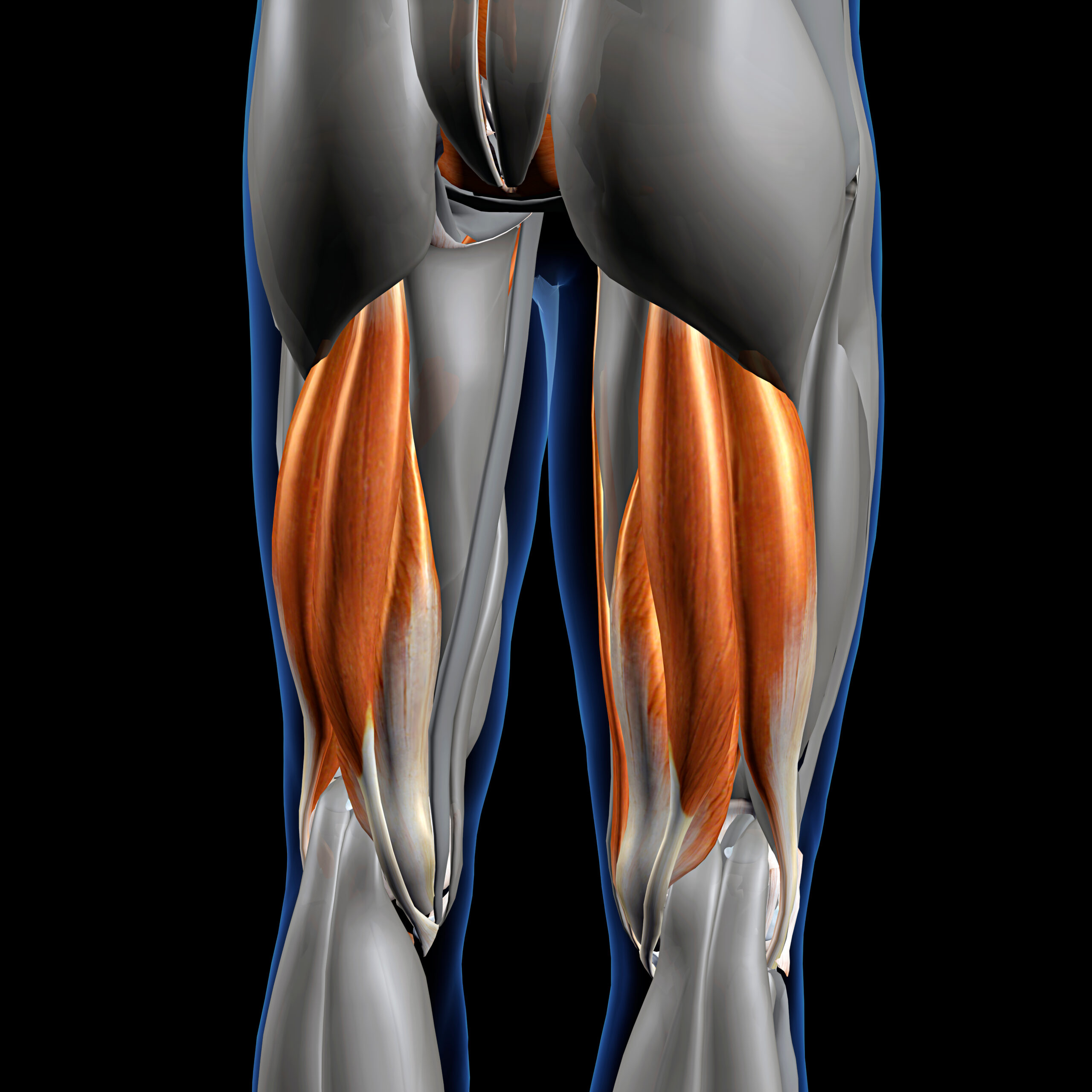 Hamstrings