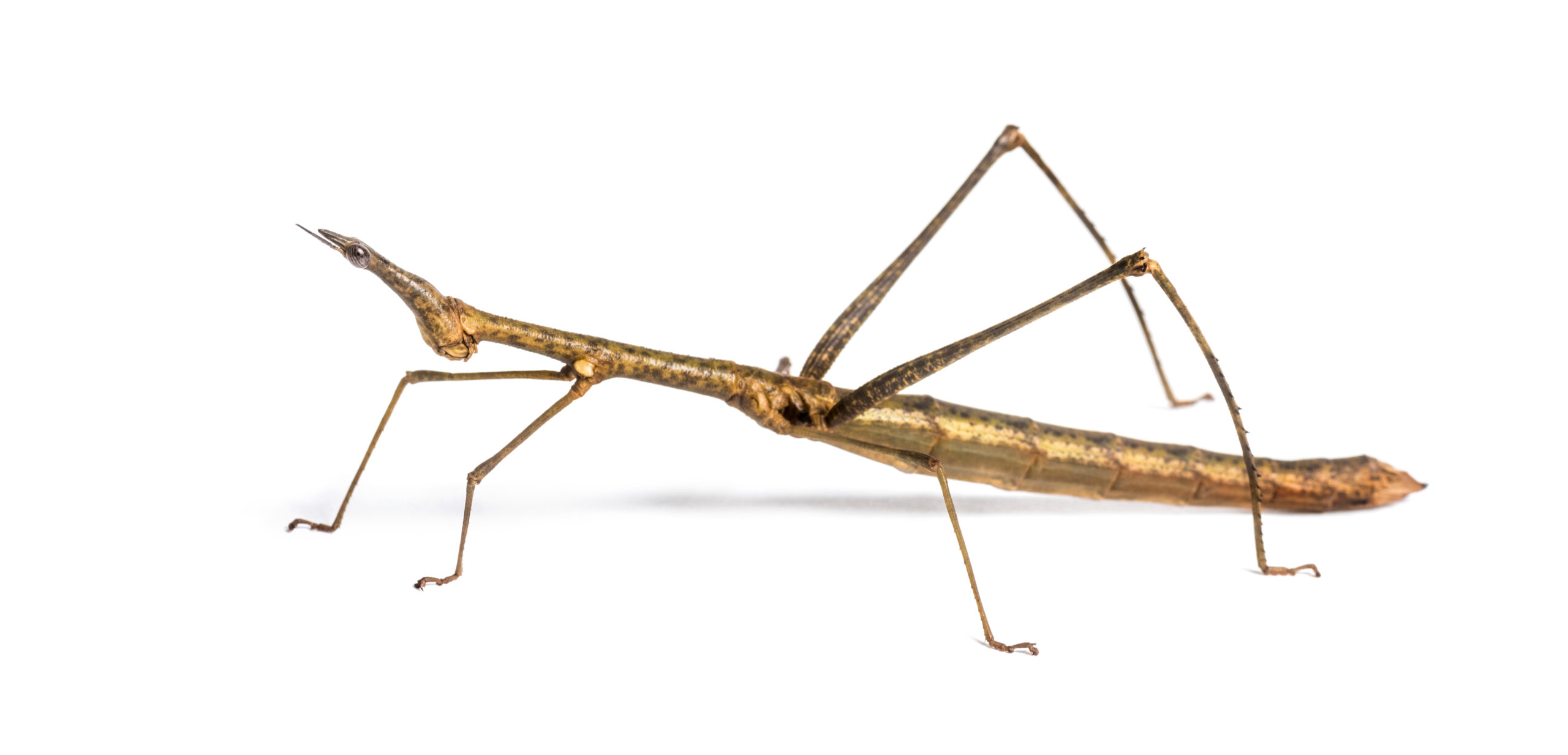 Horsehead Grasshopper