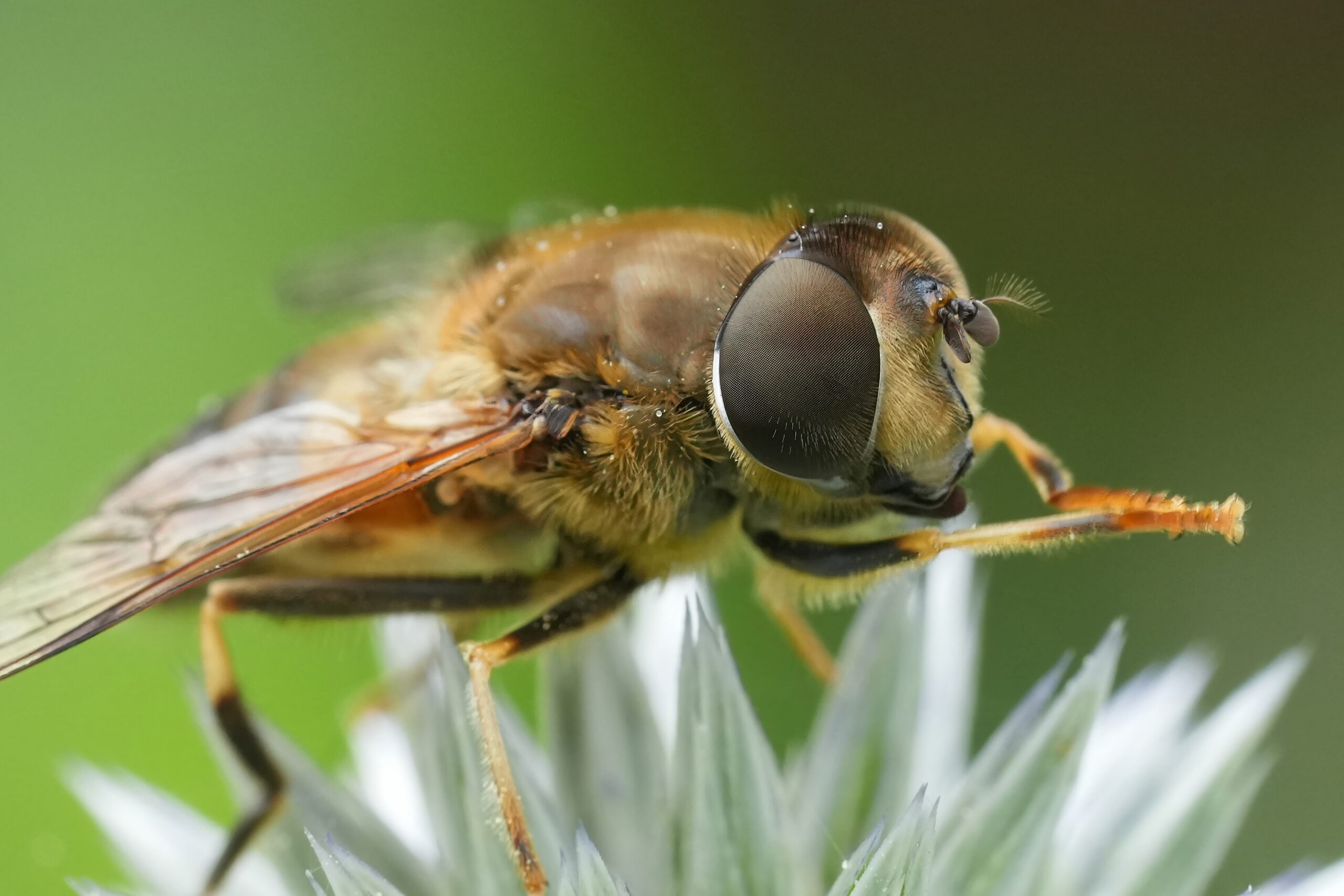 Hoverfly