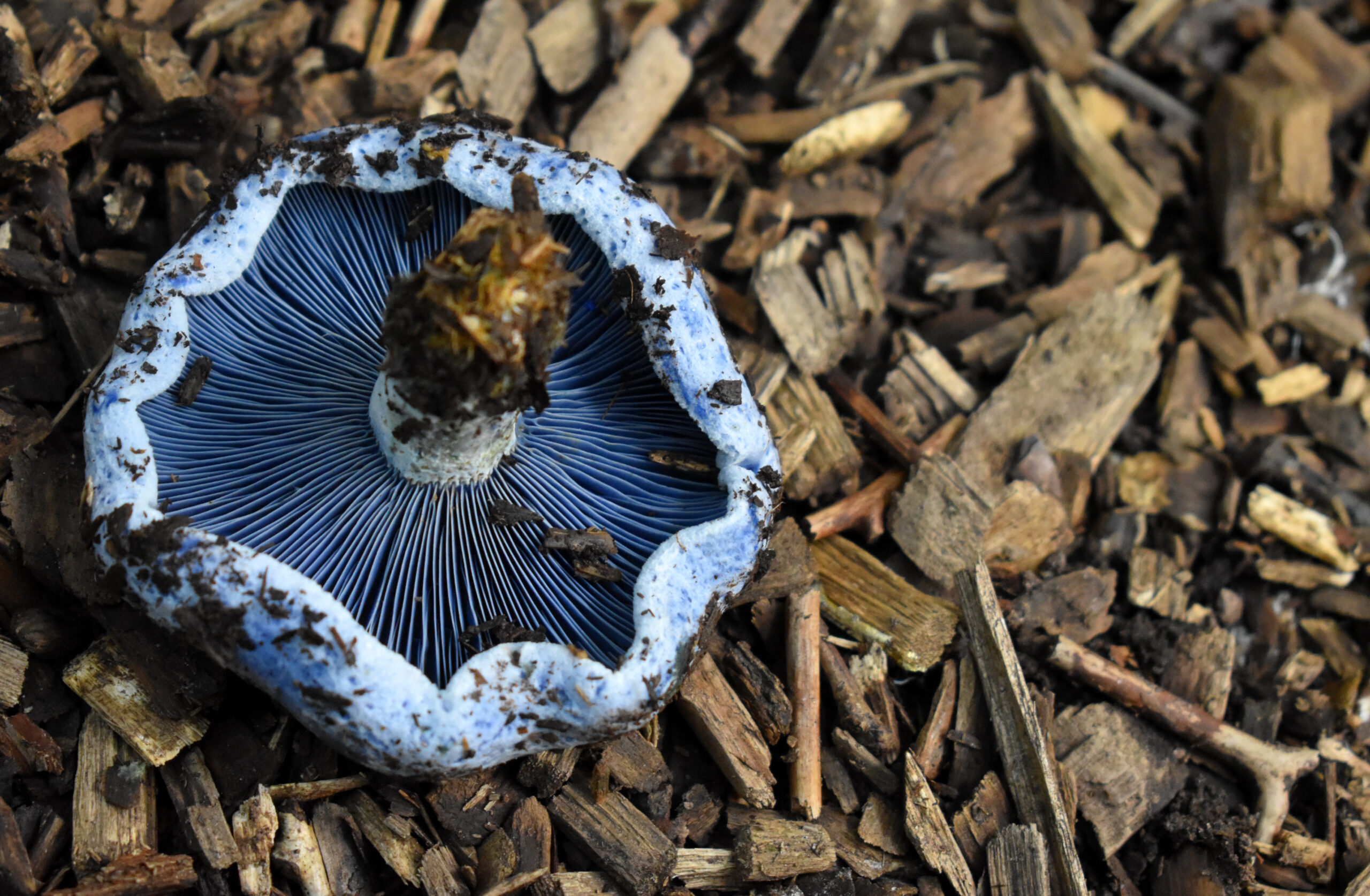 Lactarius indigo (Indigo Milk Cap)