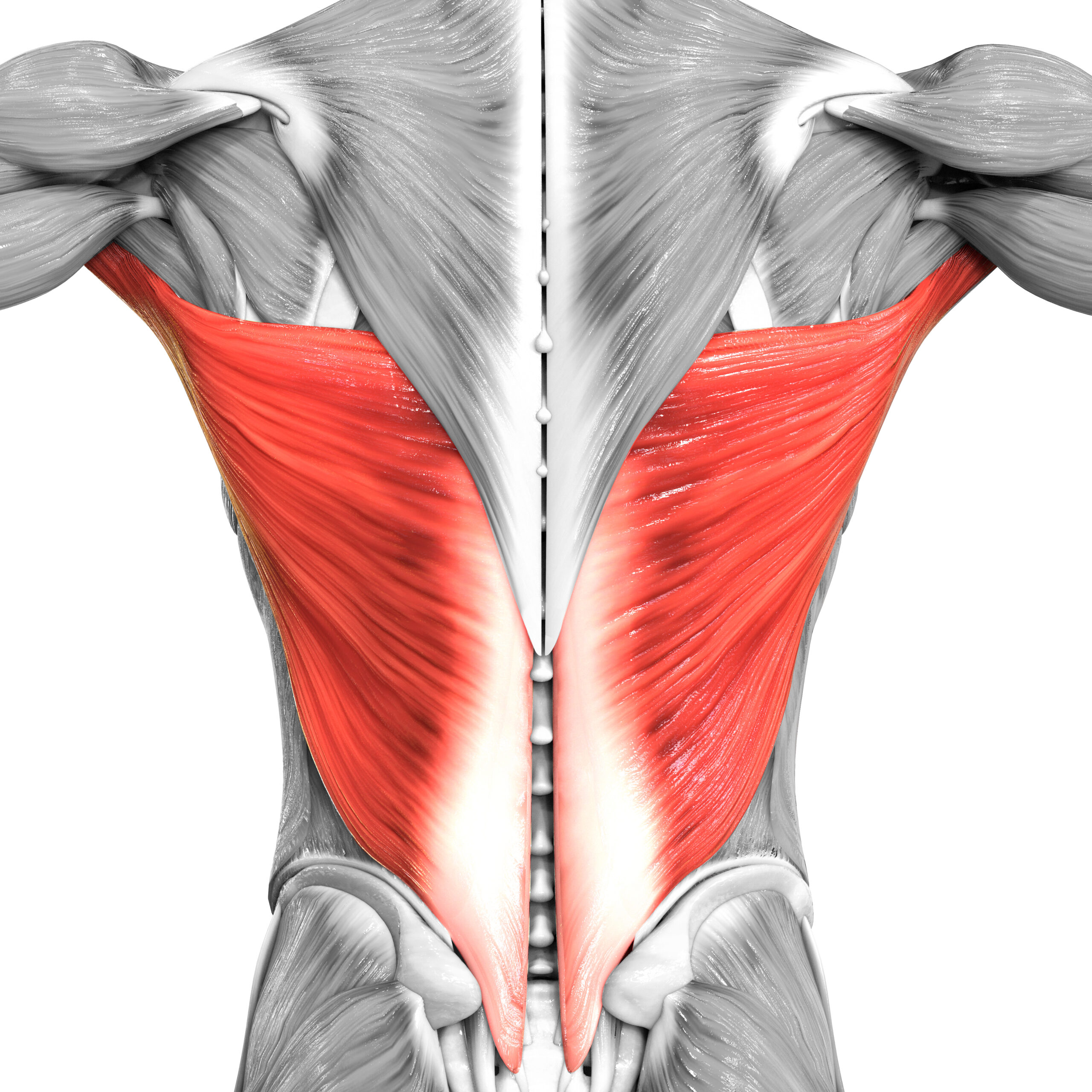 Latissimus Dorsi