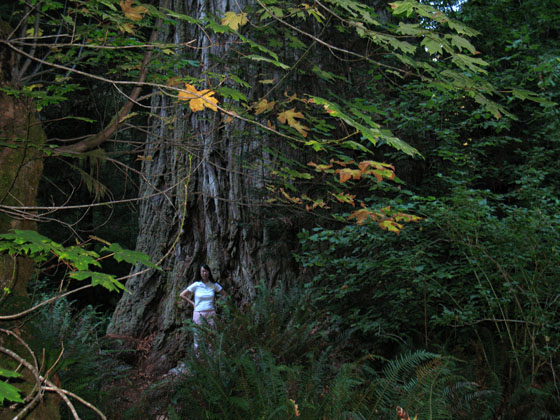 Lost Monarch - Coast Redwood (California, USA)