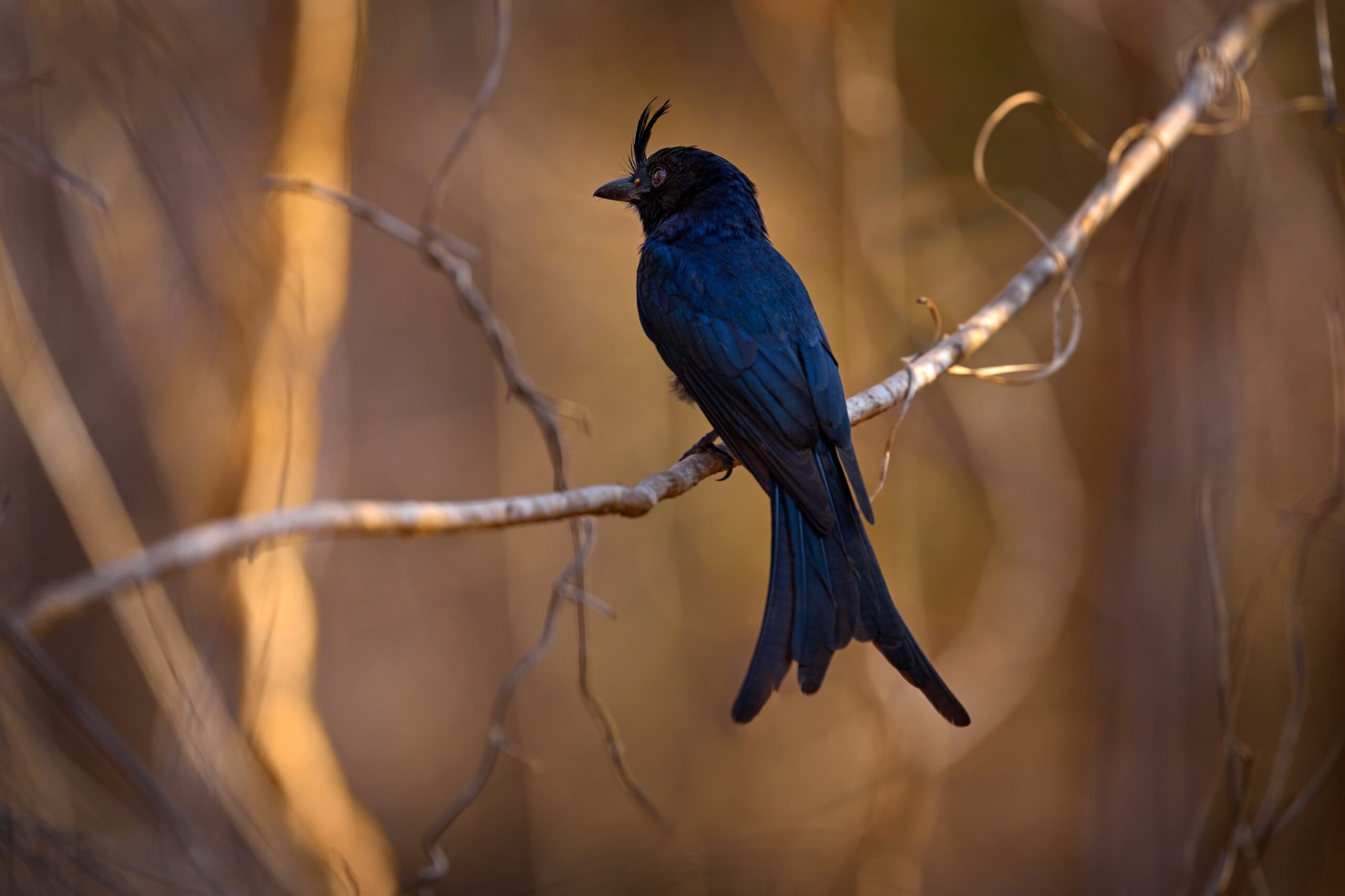 Madagascar Crested Drongo