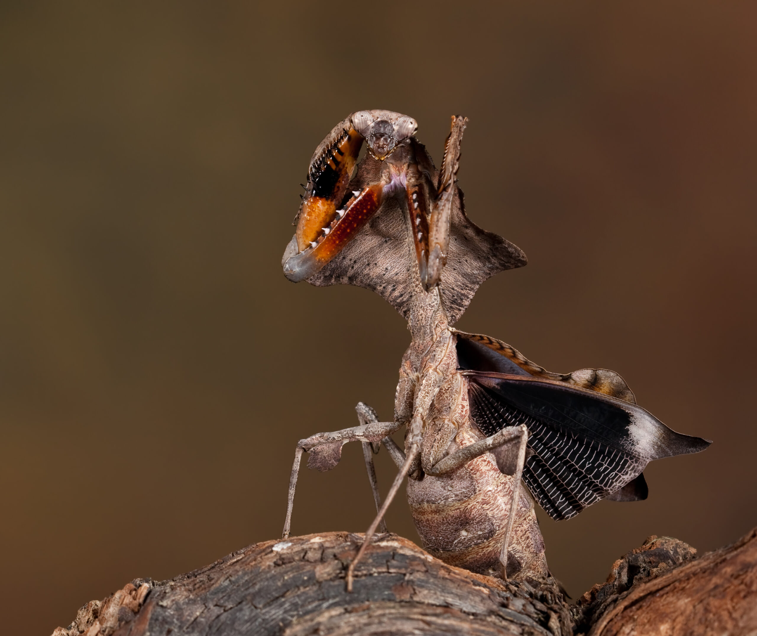 Malaysian Dead Leaf Mantis