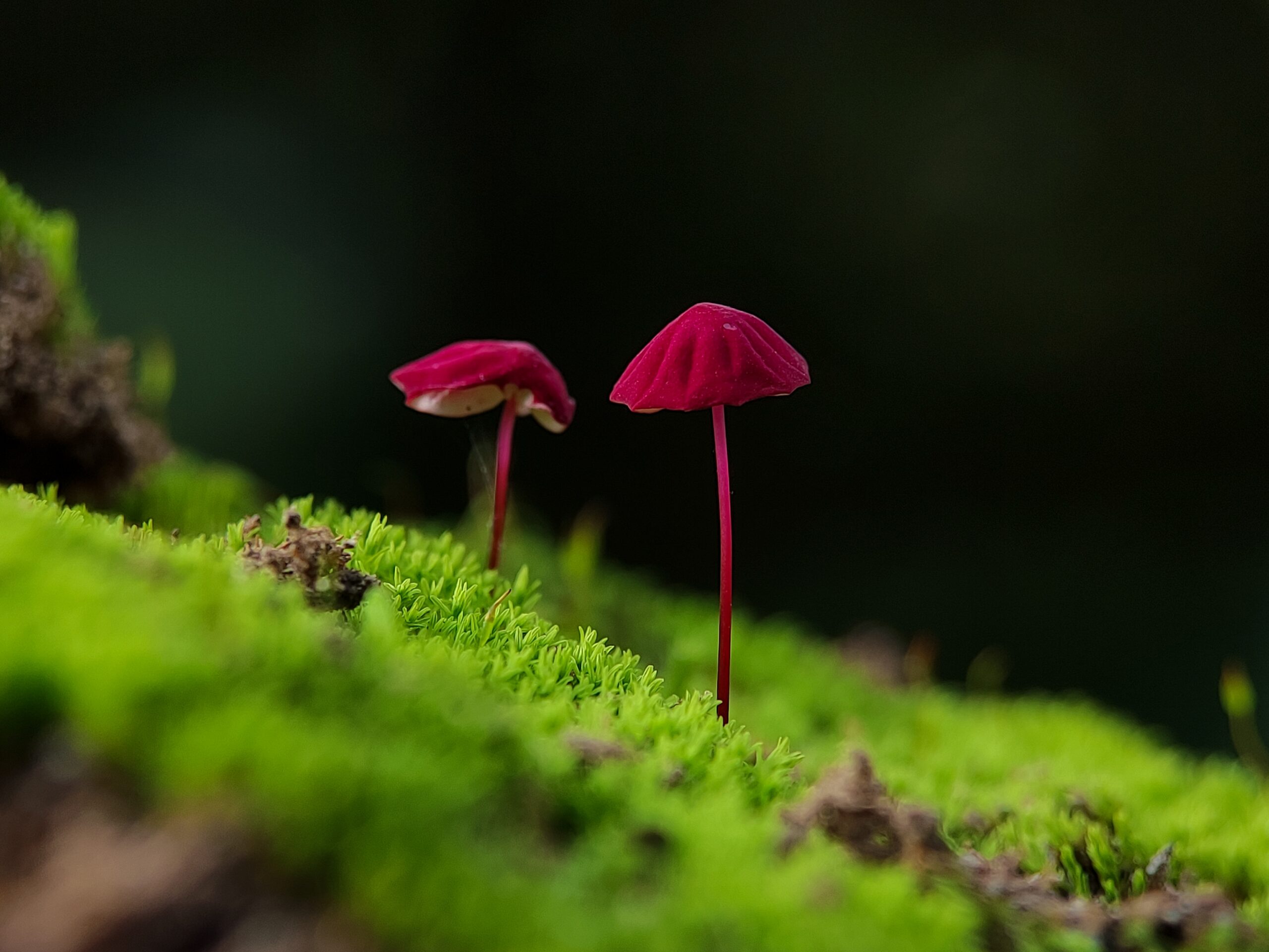 Marasmius haematocephalus 