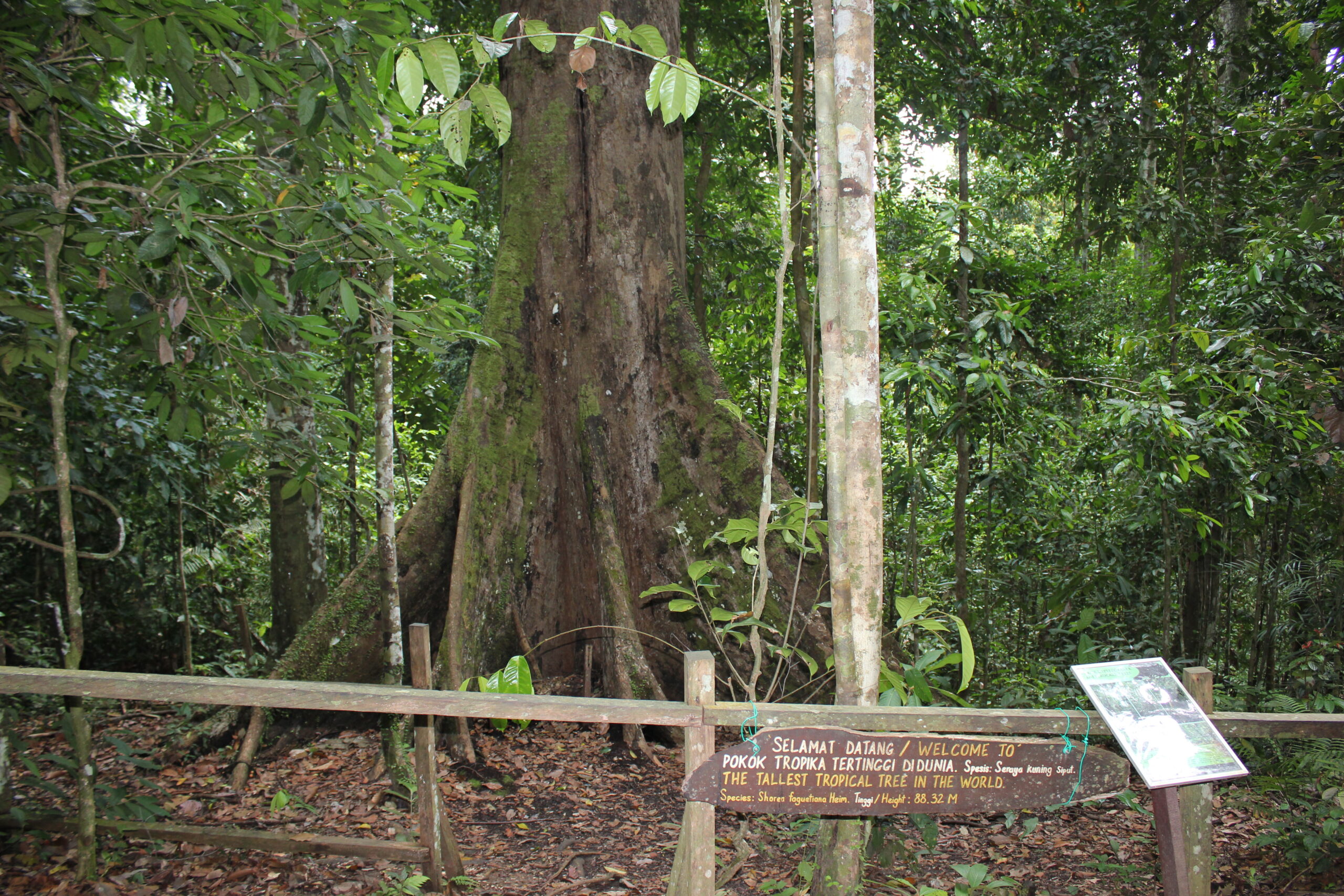 Menara - Yellow Meranti (Sabah, Malaysia)