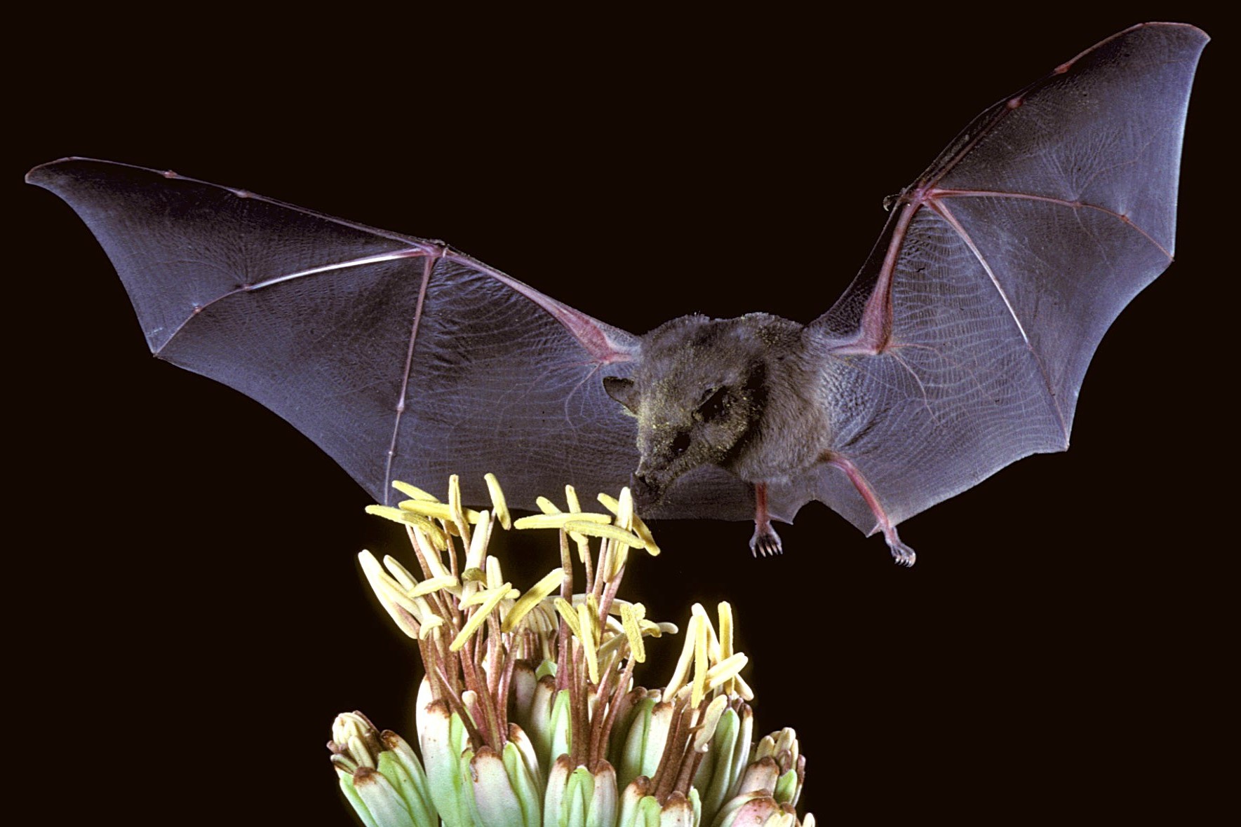 Mexican Long-Tongued Bat