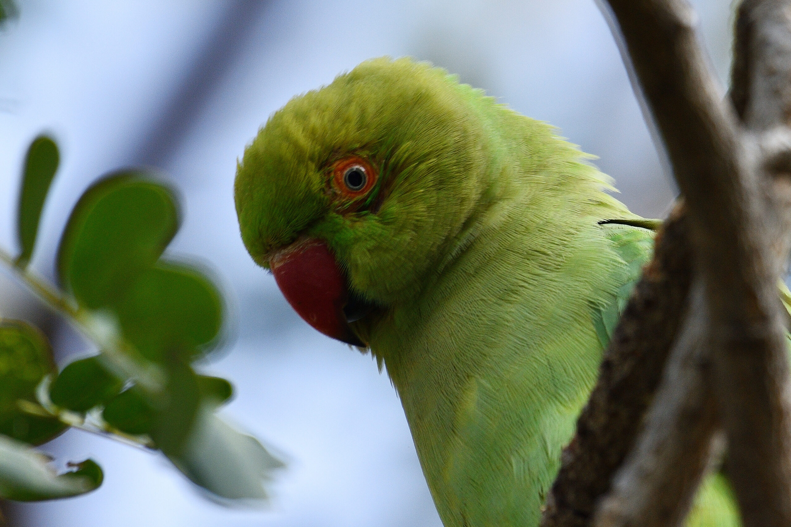 Mitthu (Parakeet) – 35 Years