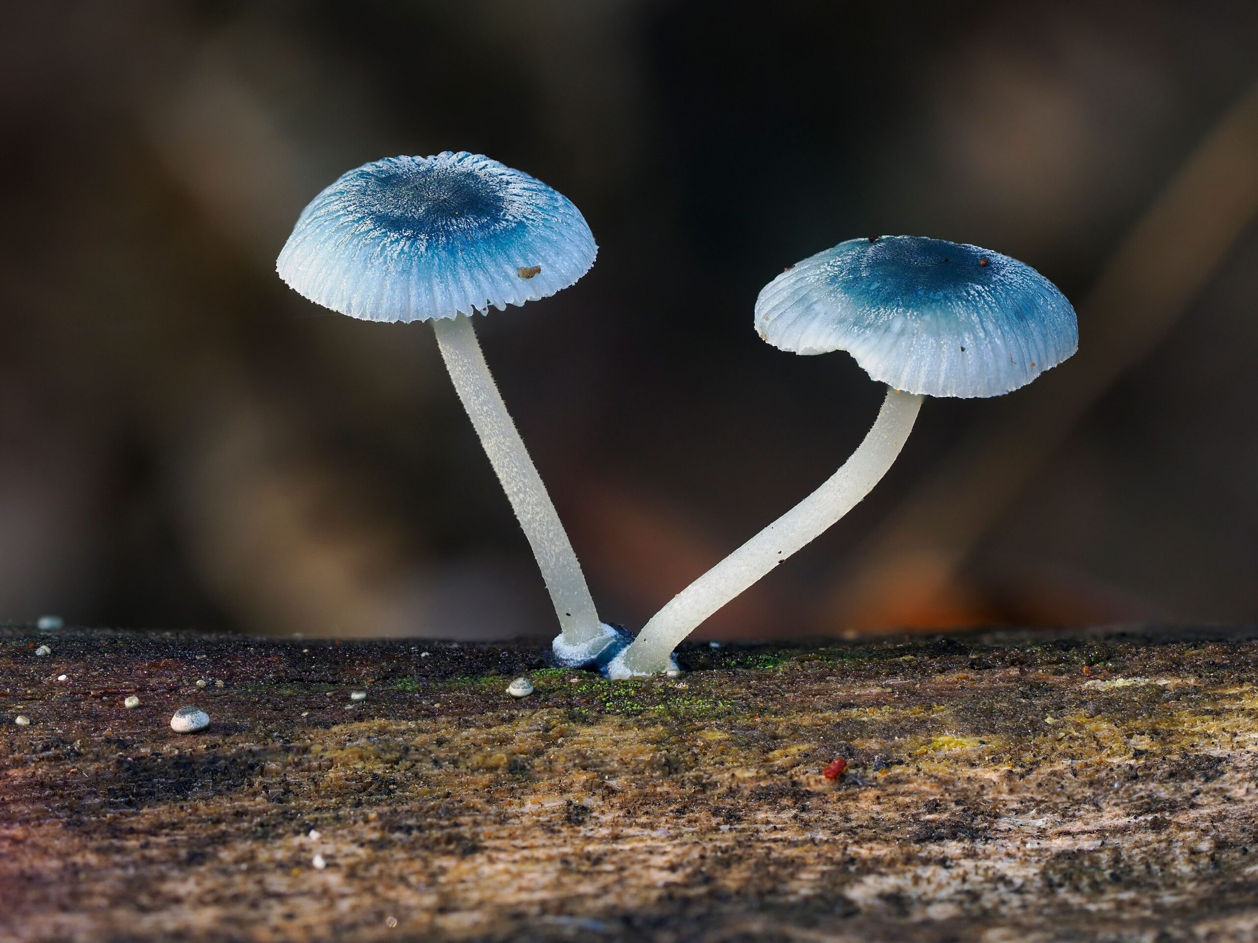 Mycena interrupta (Pixie’s Parasol)