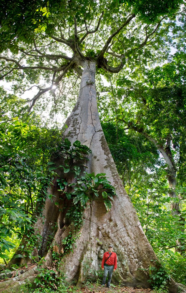 Neeminah Loggerale Meena - Dinizia excelsa (Brazil)