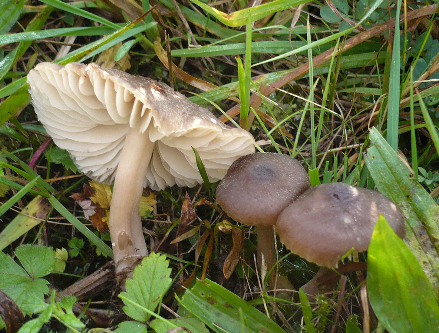 Neohygrocybe ingrata 