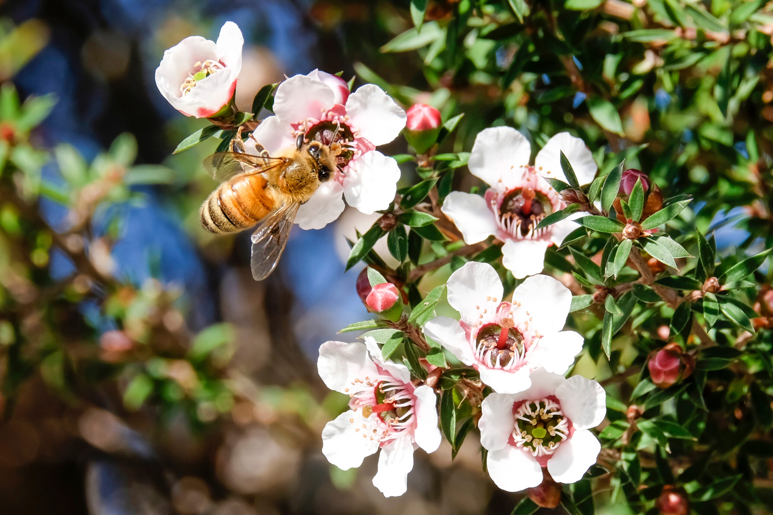 New Zealand Honey Bee