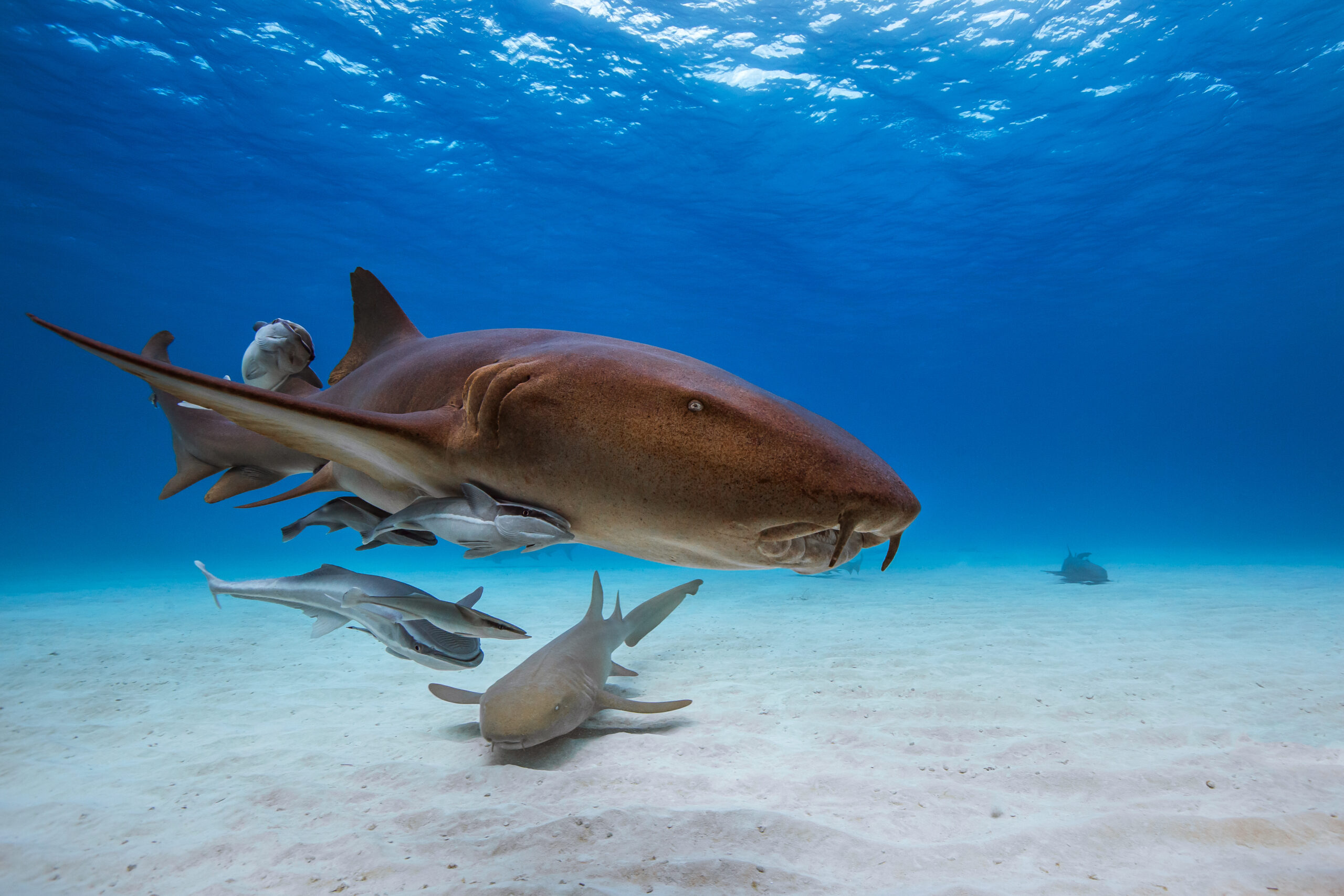 Nurse Shark