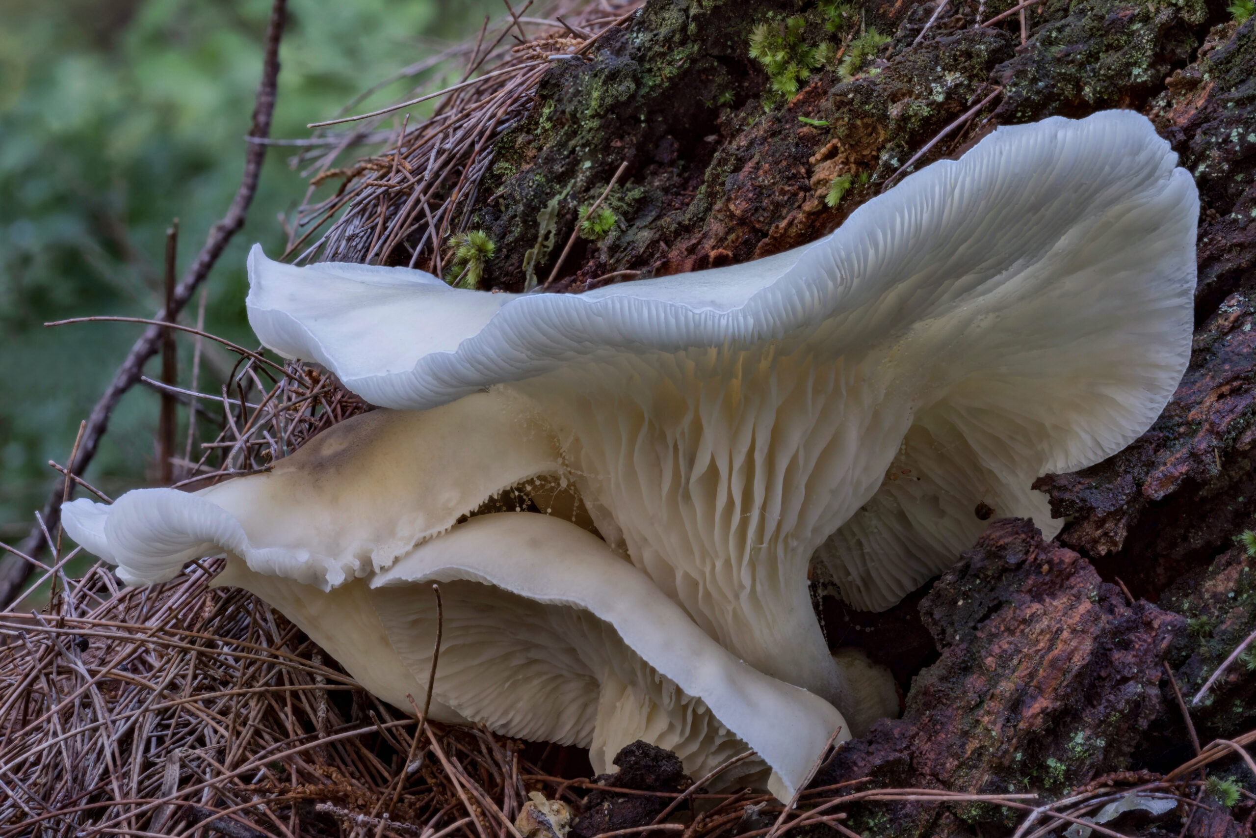 Omphalotus nidiformis