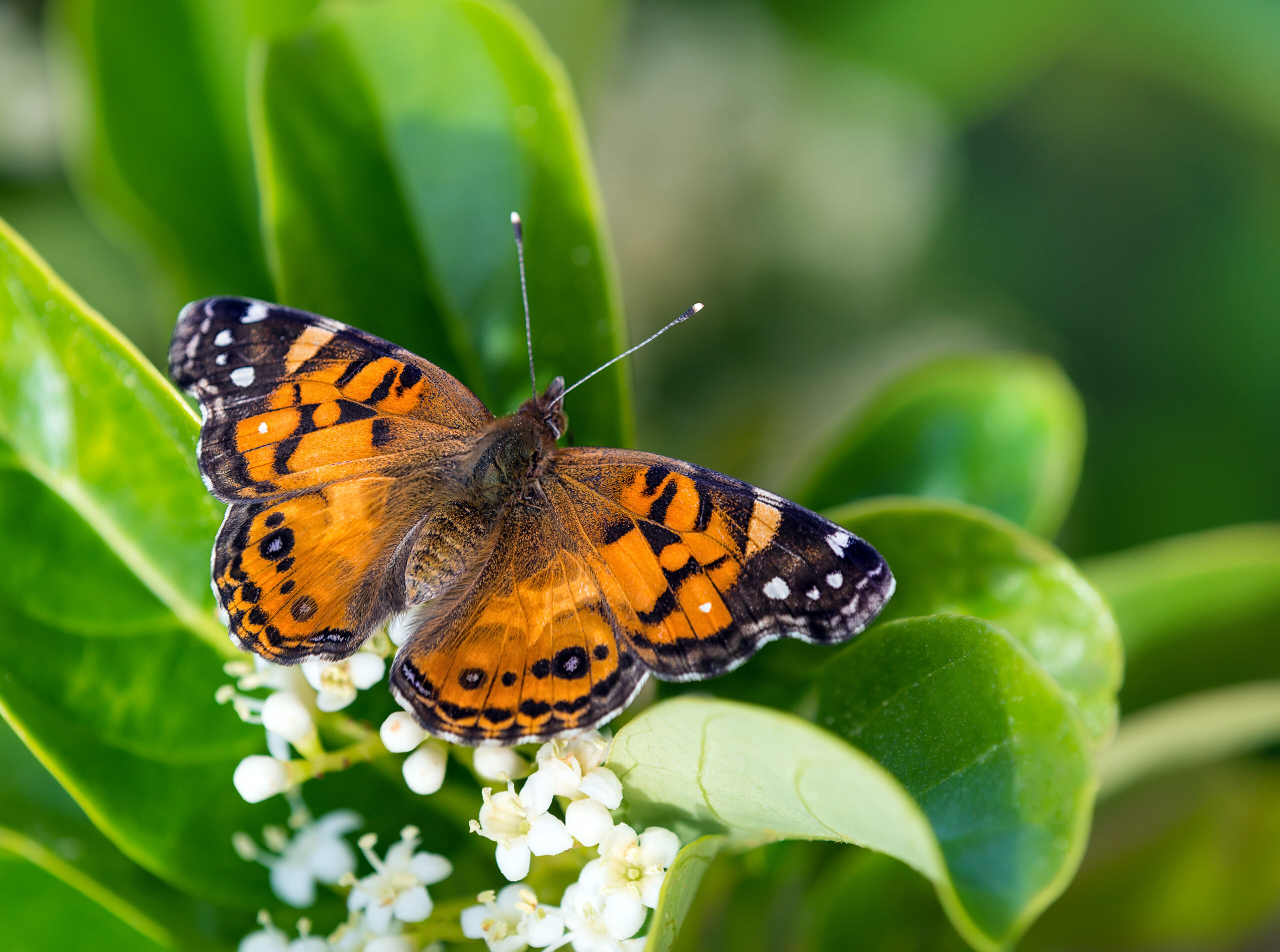 Painted Lady Butterfly