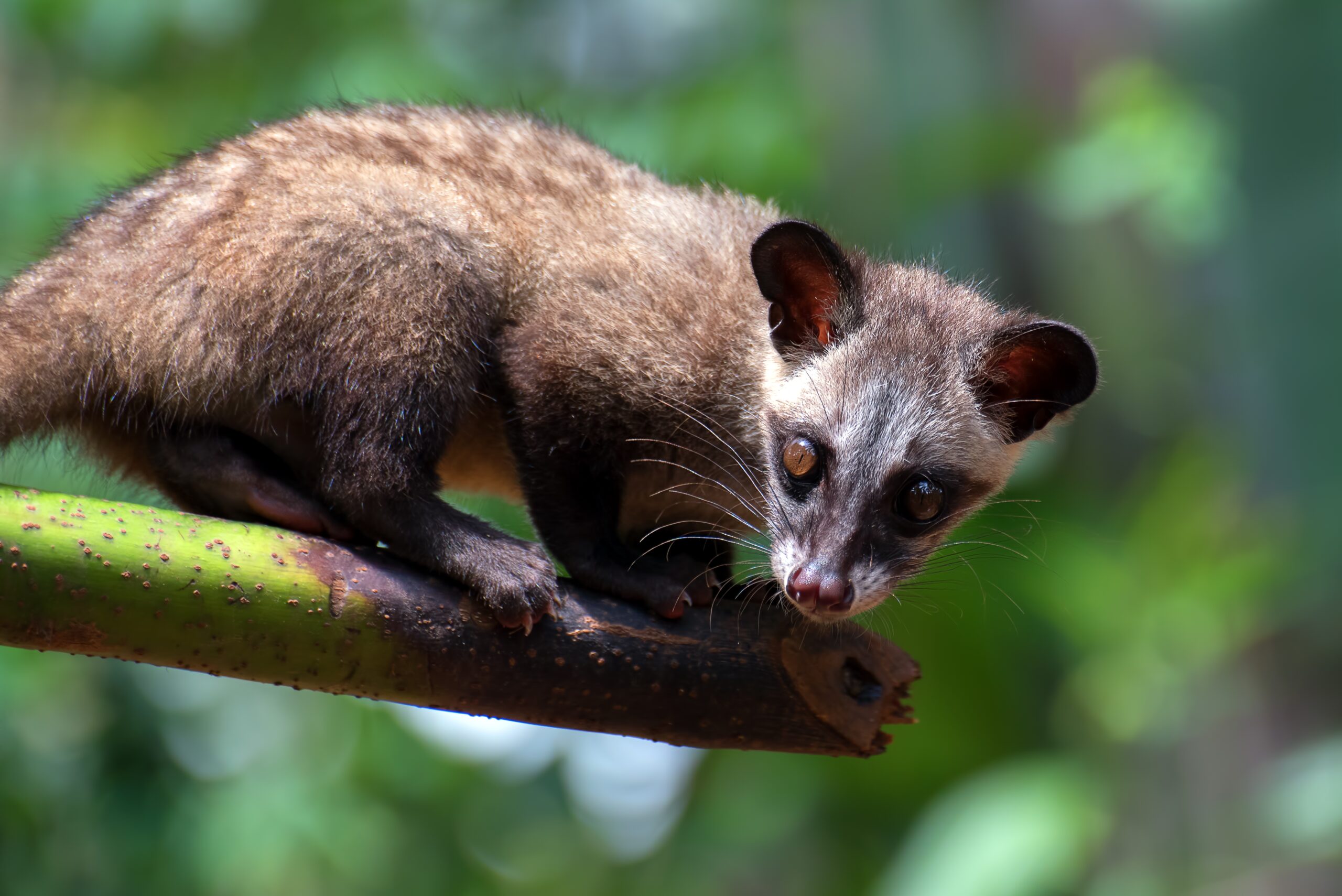 Palm Civet