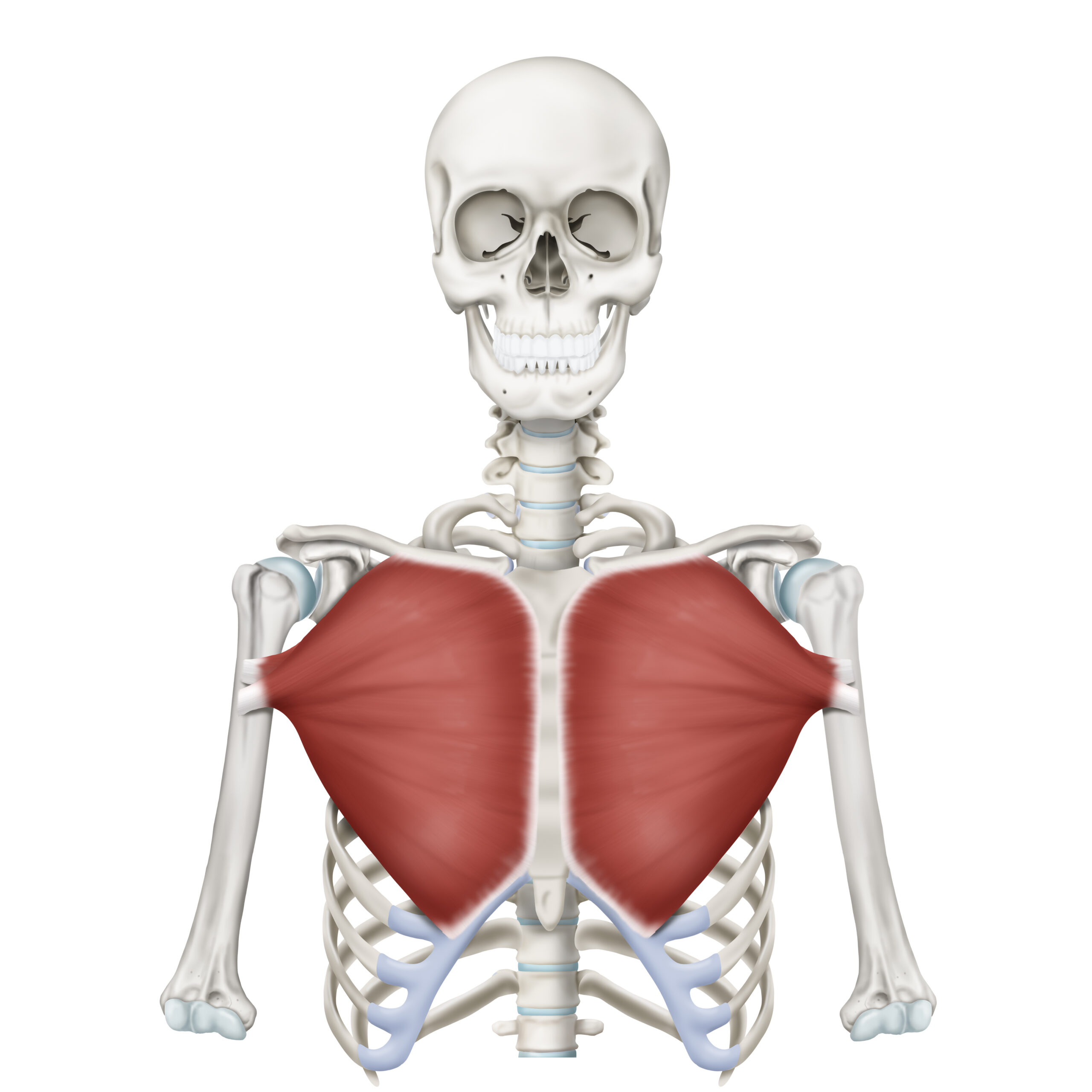 Pectoralis Major