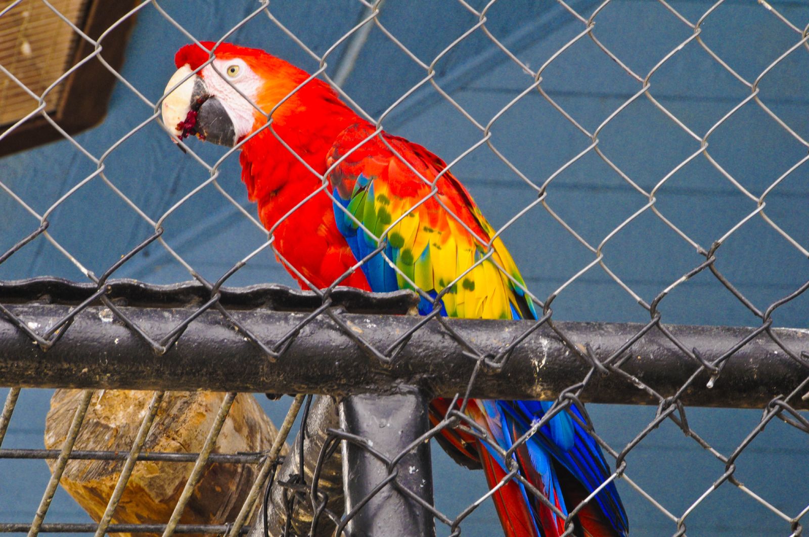 Polly (Eclectus Parrot) – 60 Years