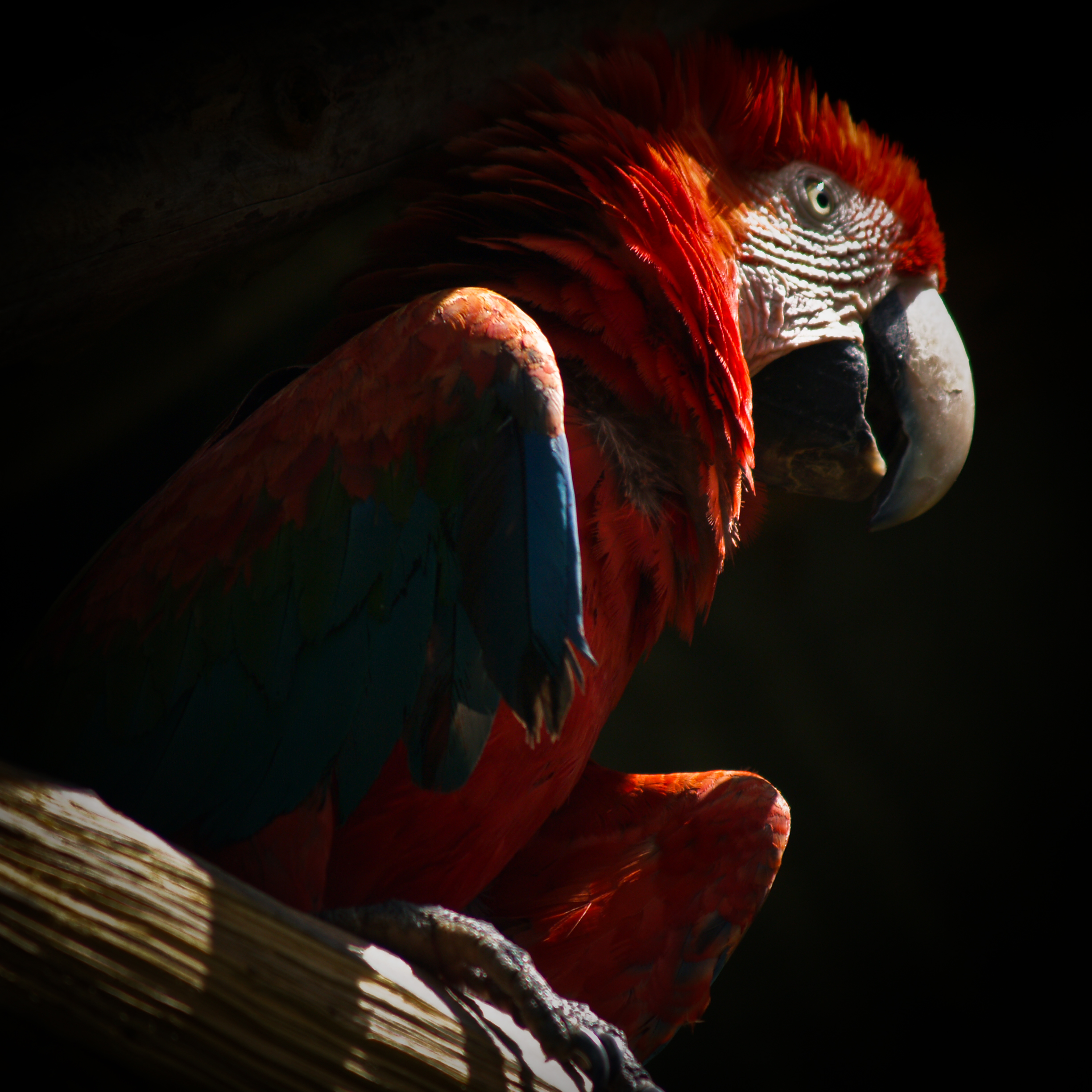 Poncho (Green-Winged Macaw) – 92 Years