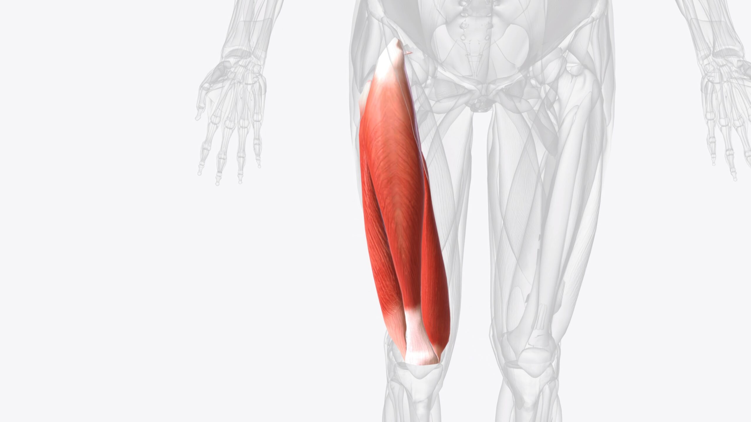 Quadriceps Femoris