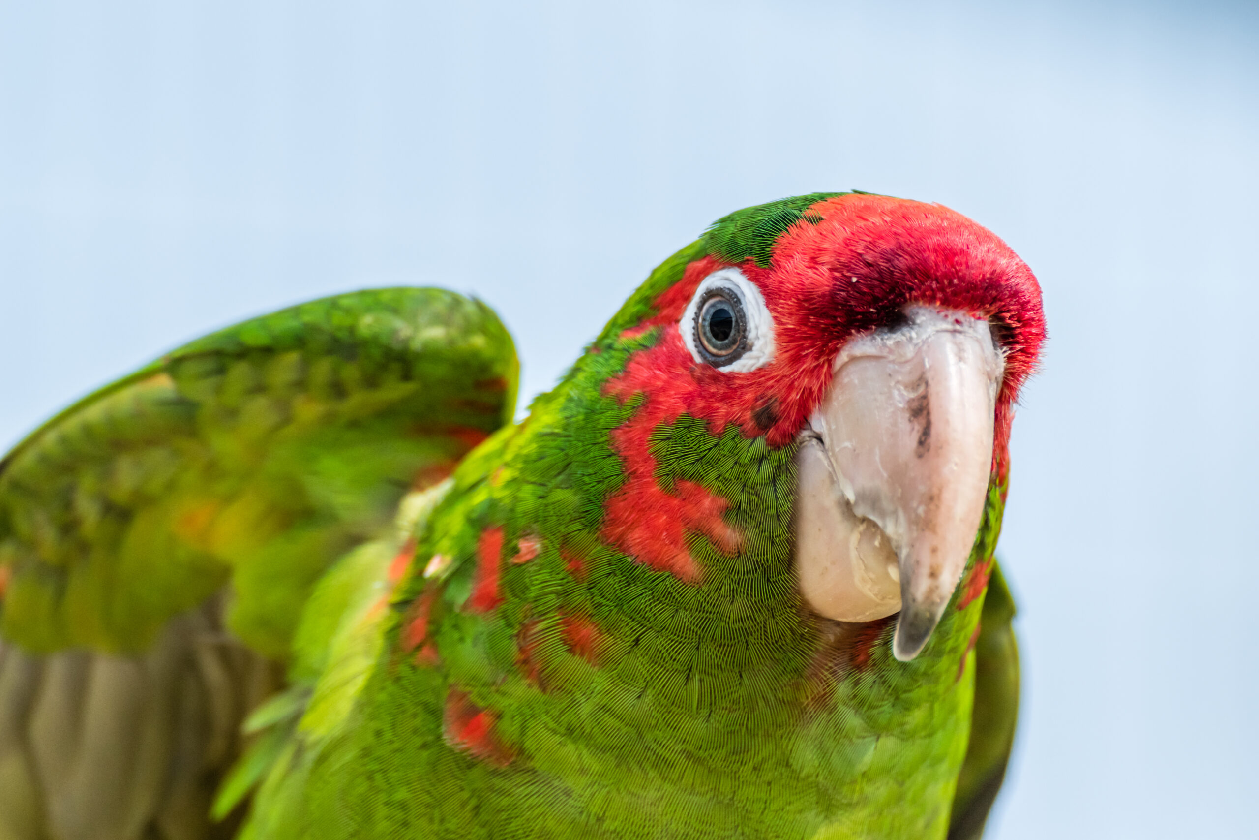 Red-Masked Conure