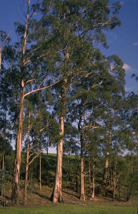 Southern Blue Gum - Eucalyptus globulus (Tasmania, Australia)