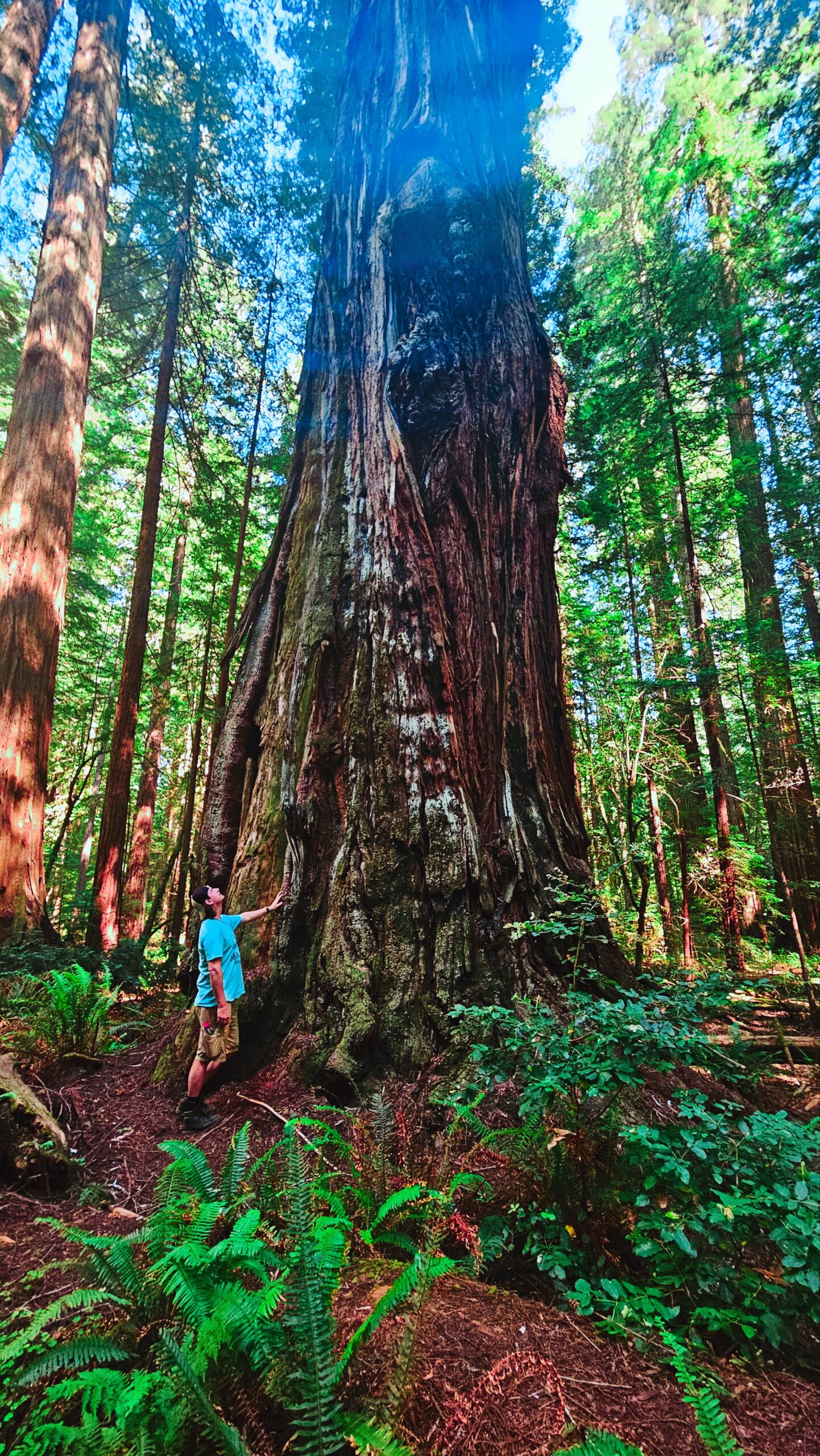 Stratosphere Giant - Coast Redwood (California, USA)