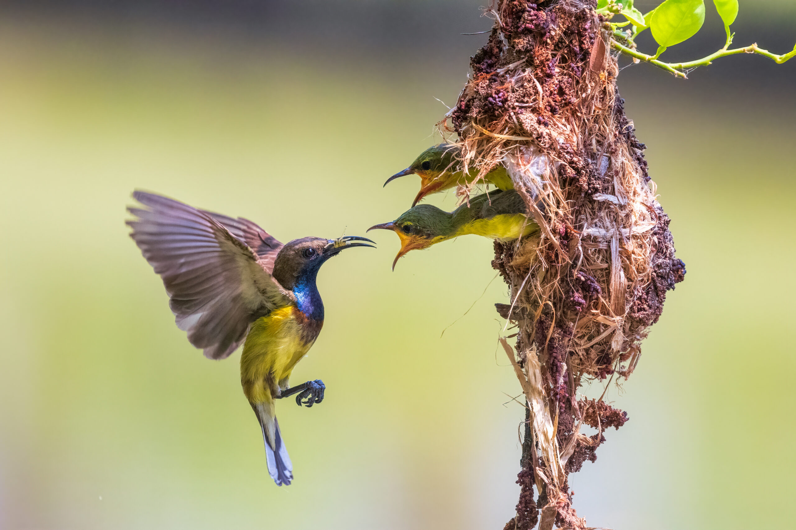 Sunbird