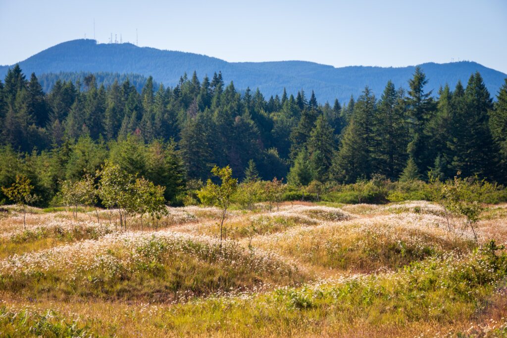 The Mima Mounds, USA